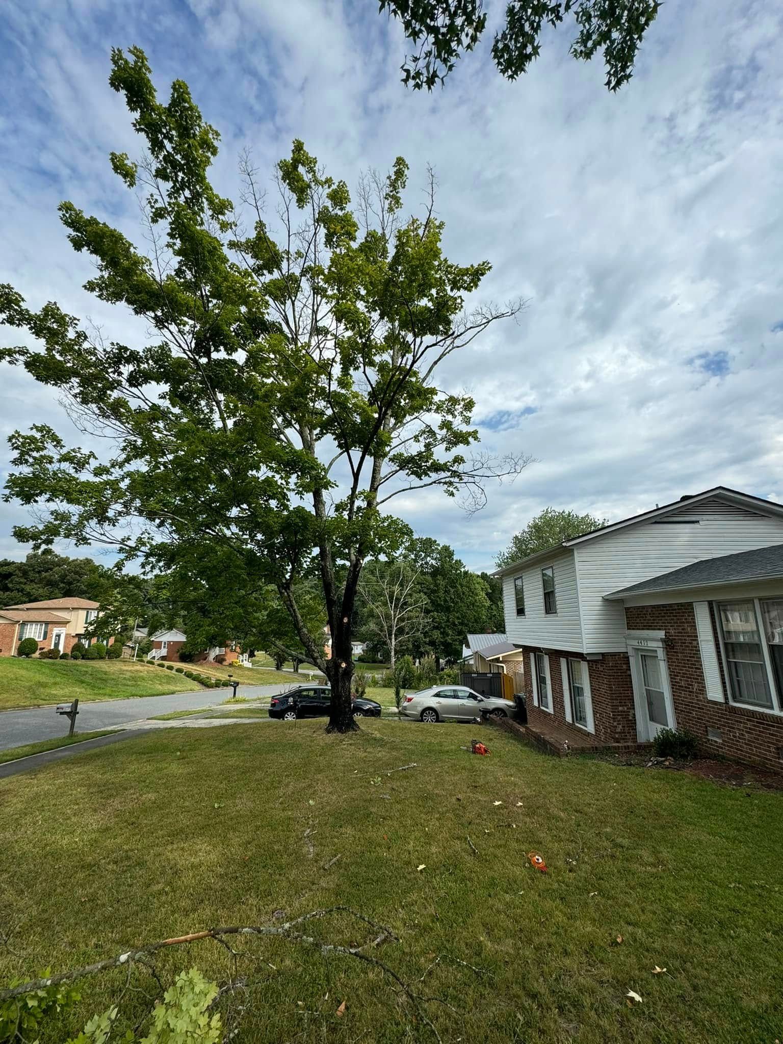 All Photos for Meade tree service in Greensboro, NC