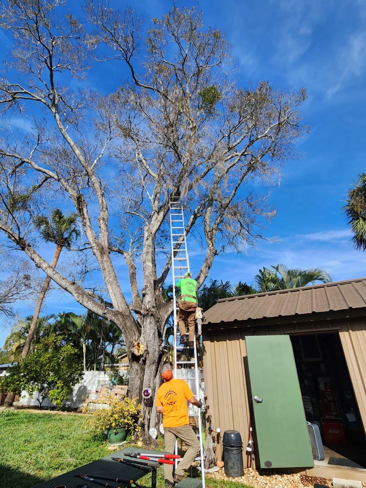  for Bills Tree Service in Valrico, FL