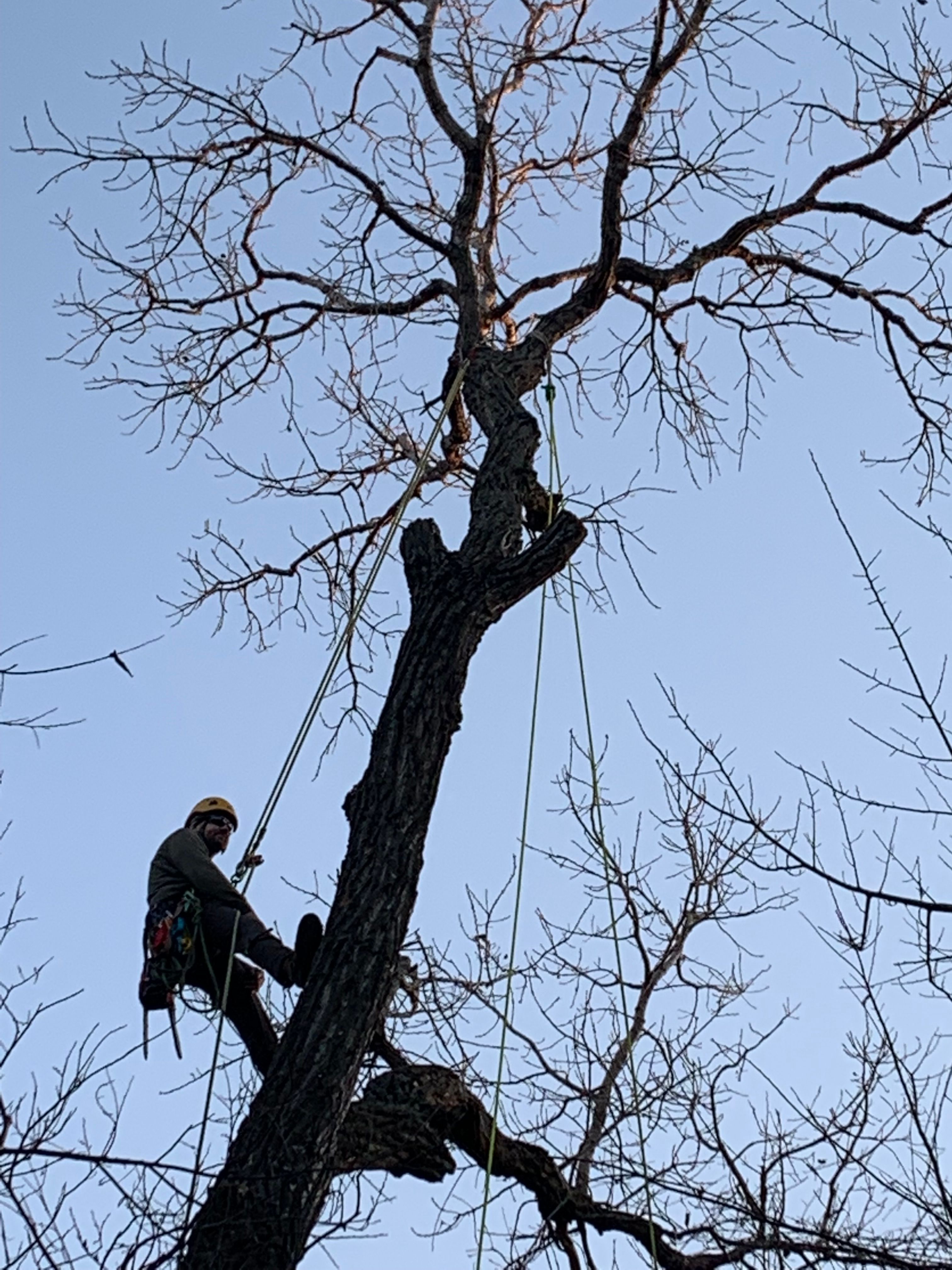  for TLC Professional Tree Service in Bedford, TX