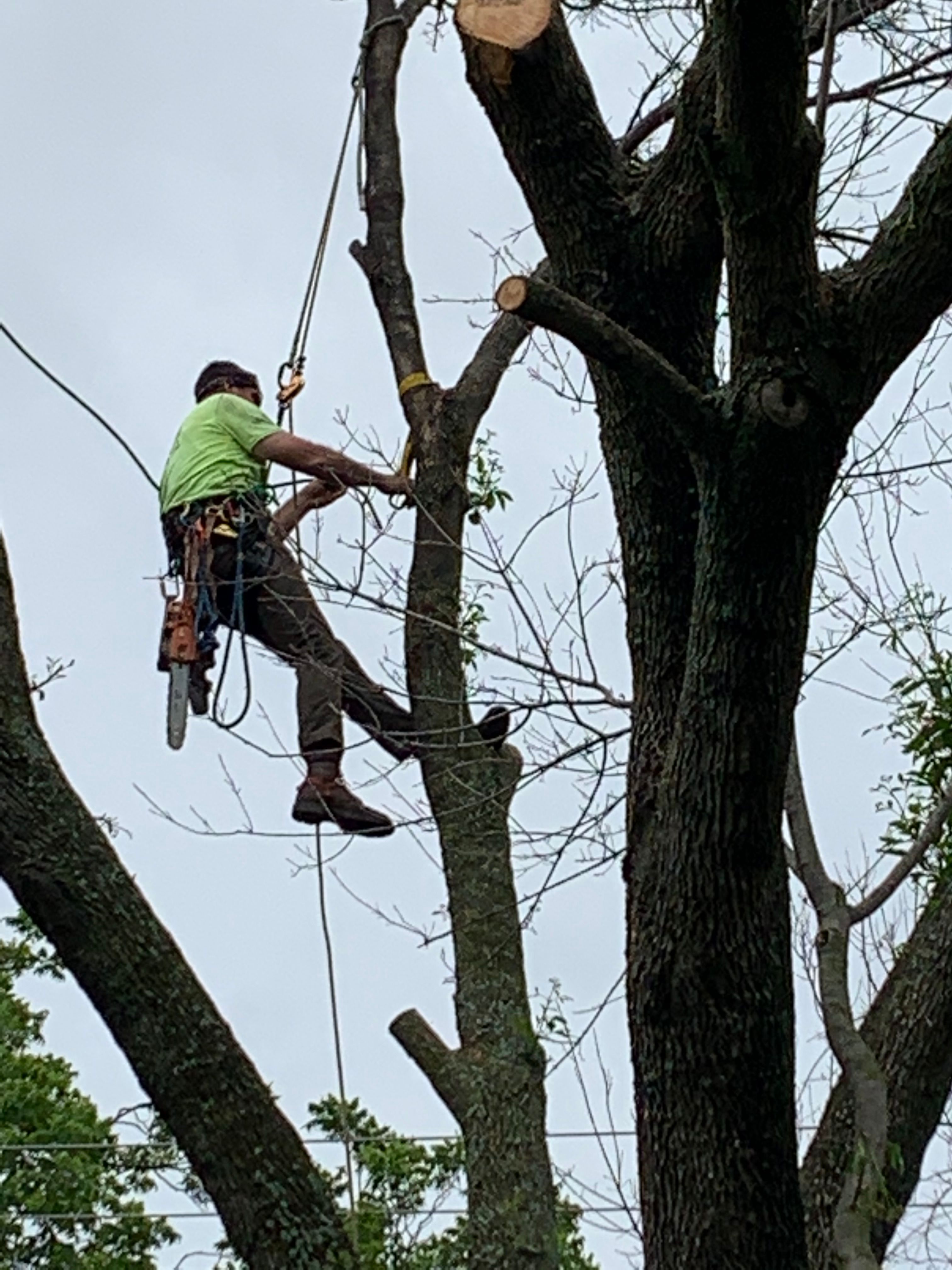  for TLC Professional Tree Service in Bedford, TX