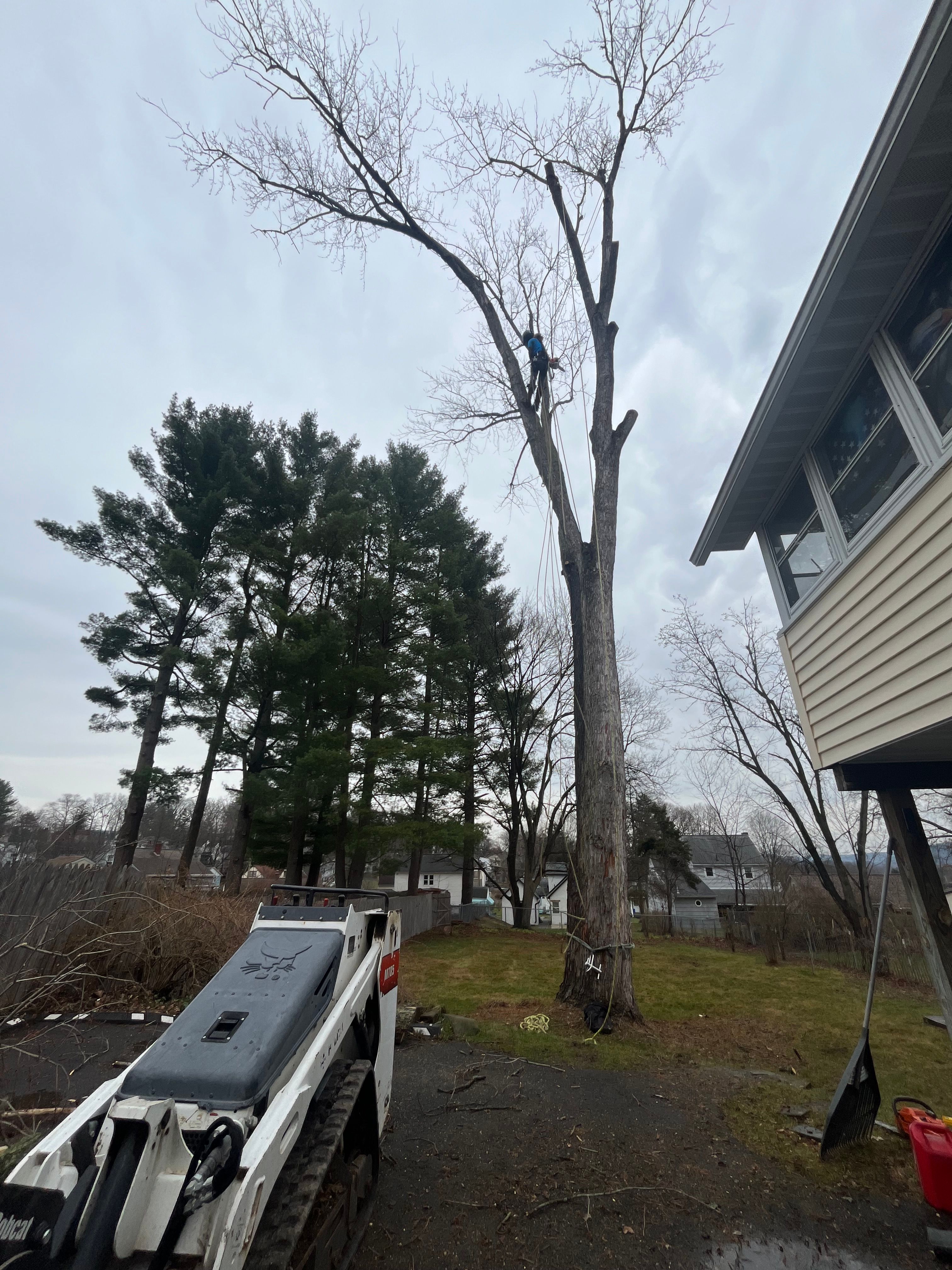 Tree Removal for Licensed to Cut Tree Service in Athens, PA
