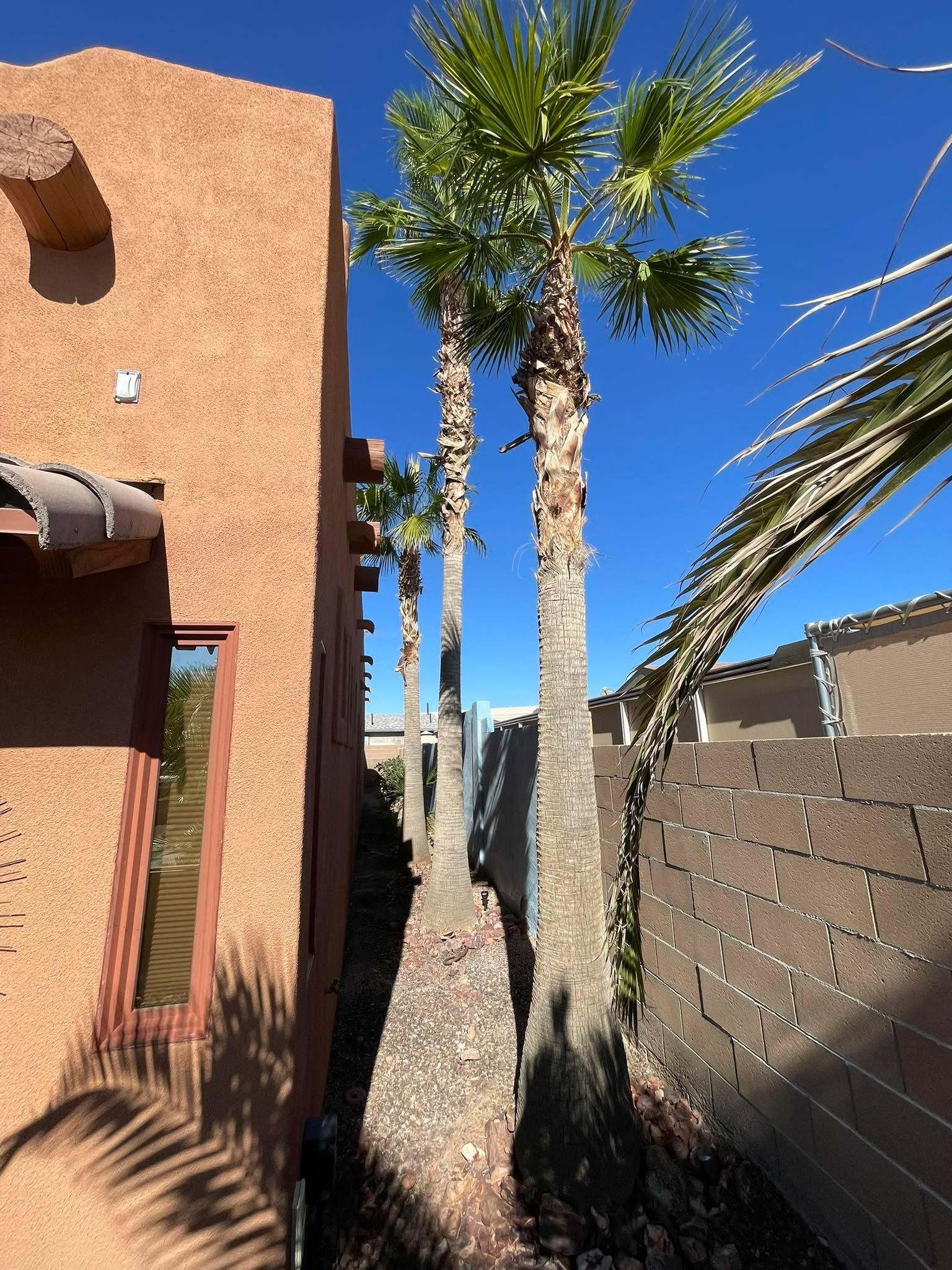  for Oliver L. Palm & Tree services in Yuma County, AZ