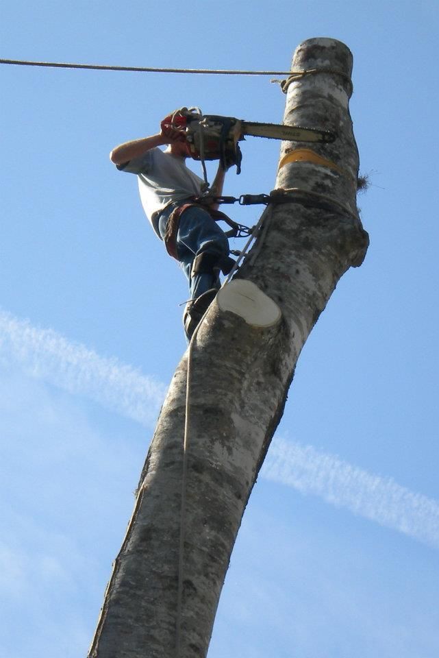  for Fast Cut Tree Service in Jacksonville Heights, FL