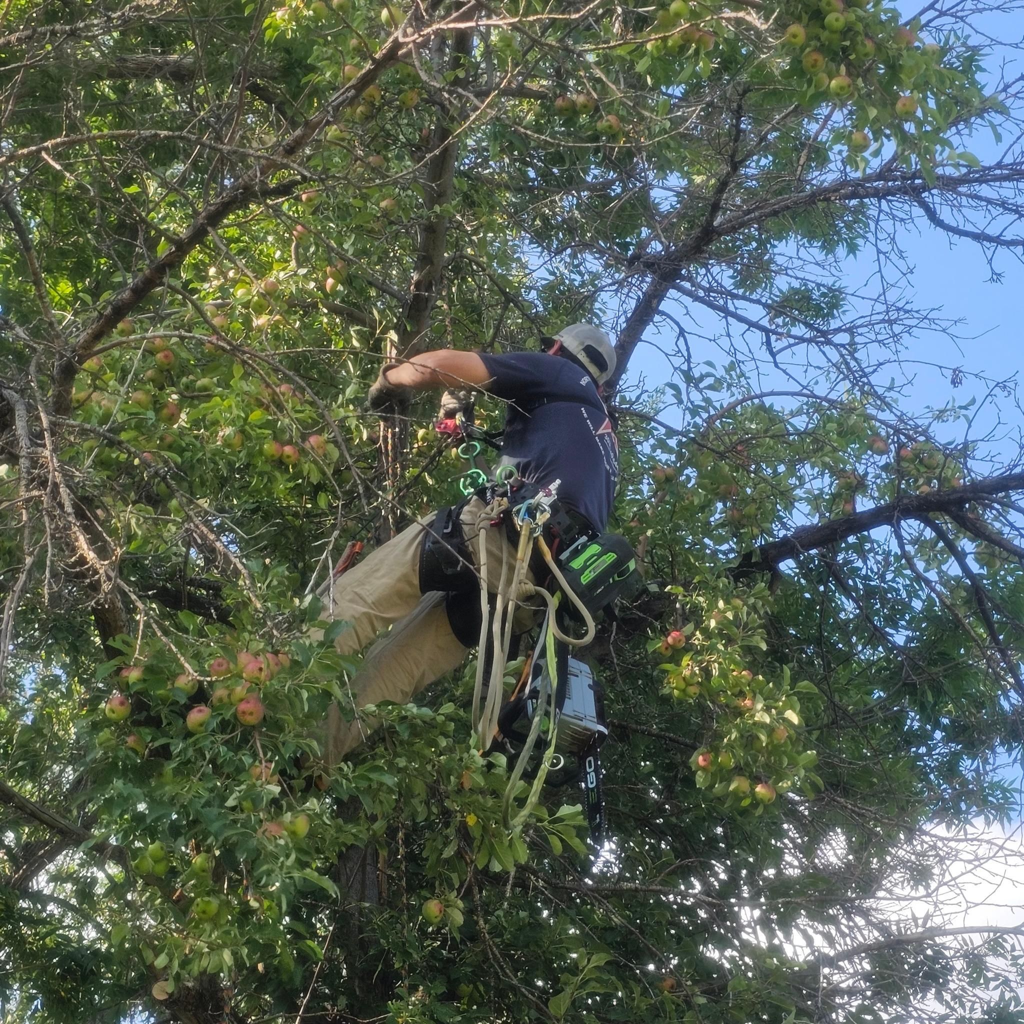  for Two Fellers Tree Service in Buffalo, WY