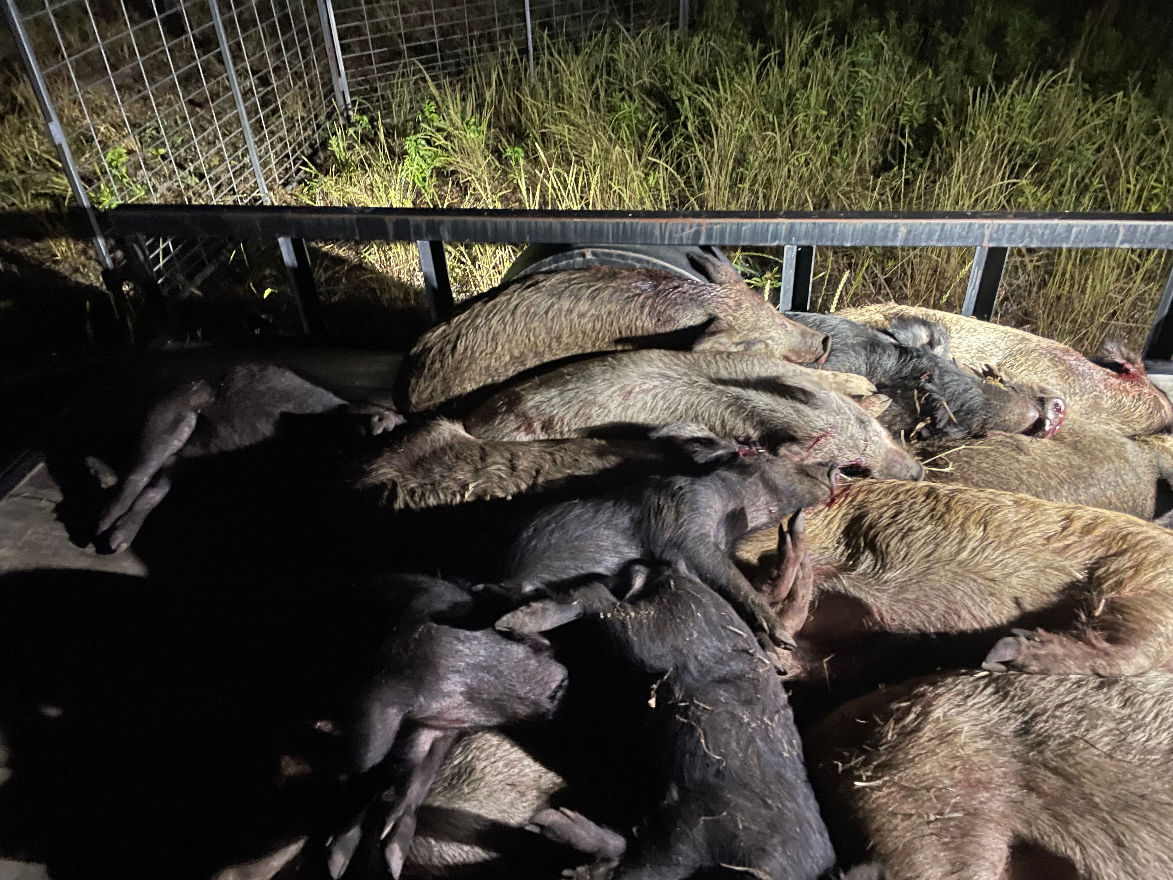  for Havoc Hog Control in Molino, FL
