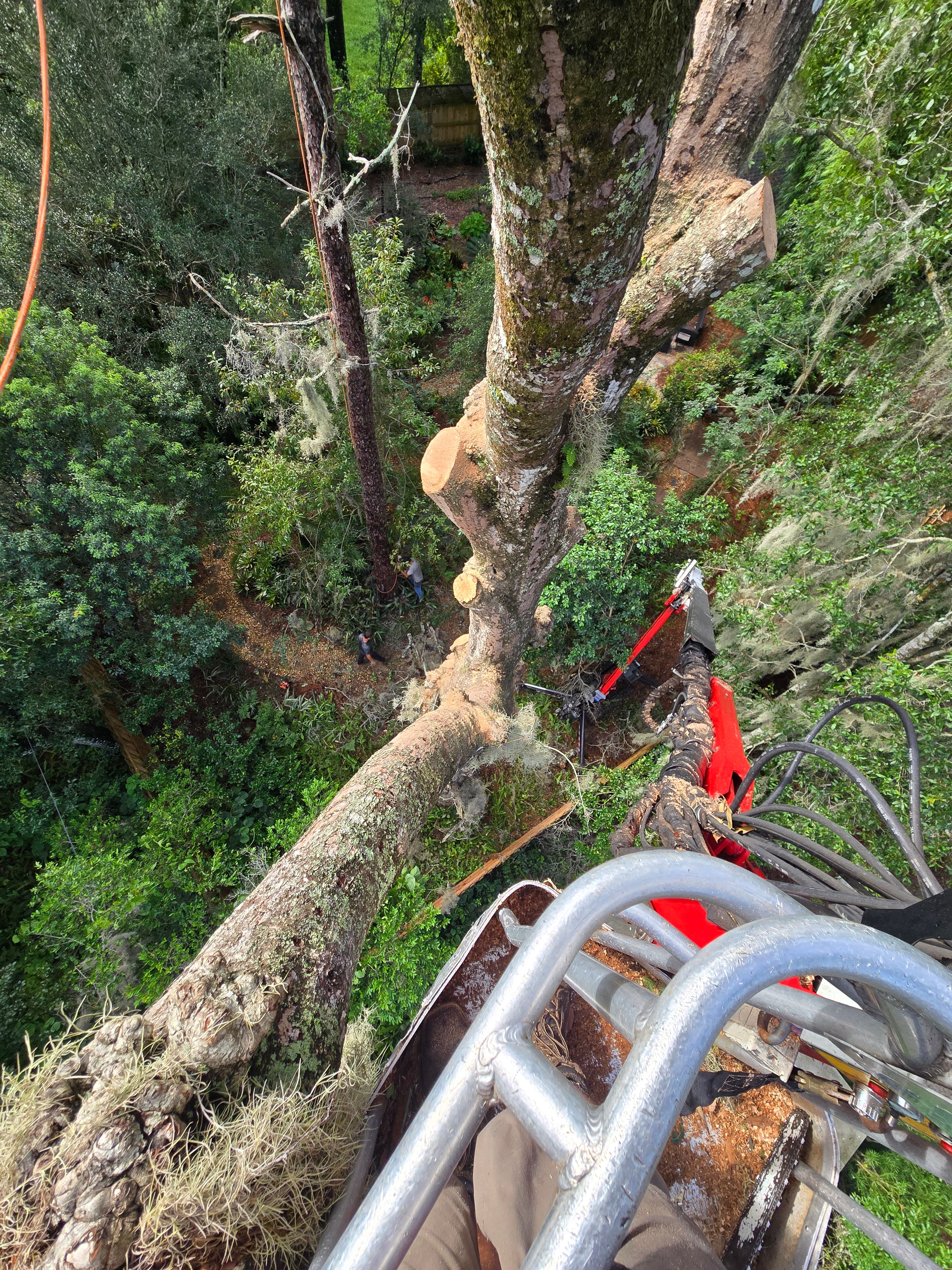 All Photos for Near Me Tree Service, Inc. in DeLand, FL