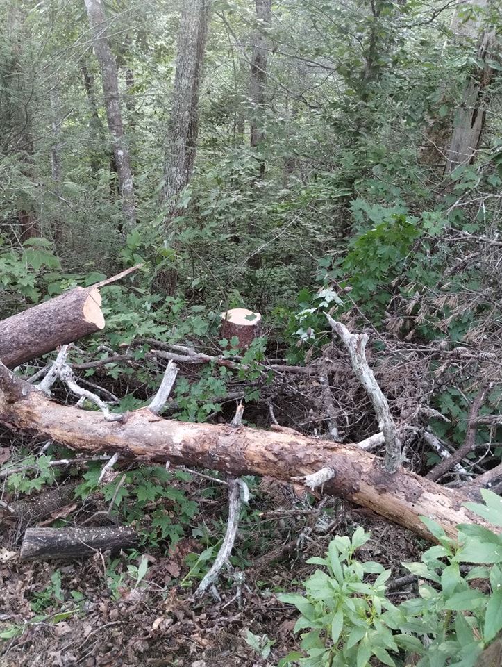  for Wade's Family Tree Service in Townsend, TN