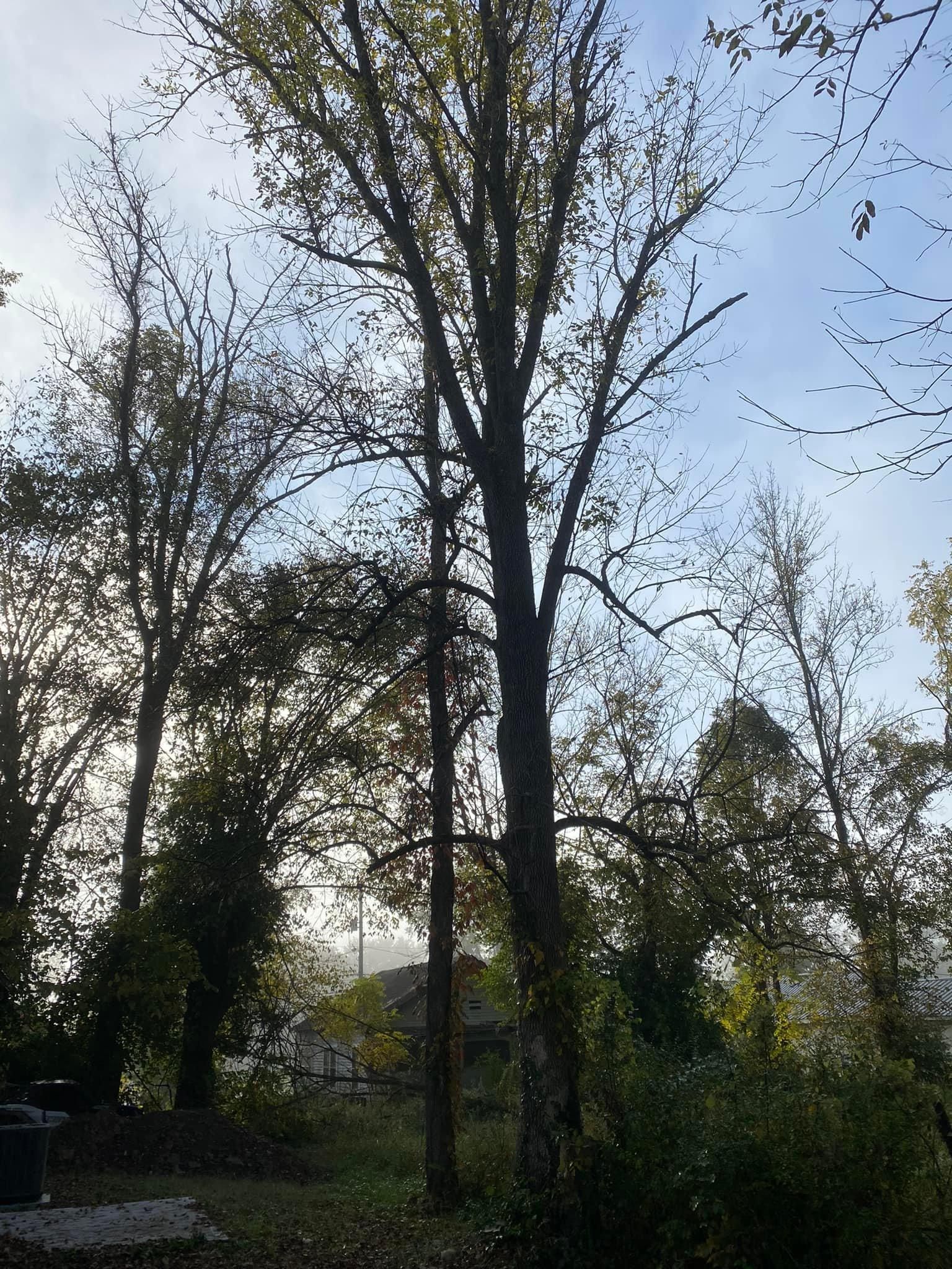 Fall and Spring Clean Up for Atwood’s Tree Care in Liberty,  KY