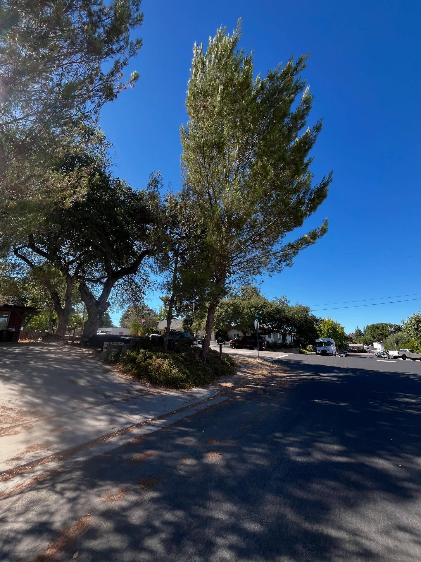  for A1 Junk & Tree Solutions, LLC in Paso Robles, CA