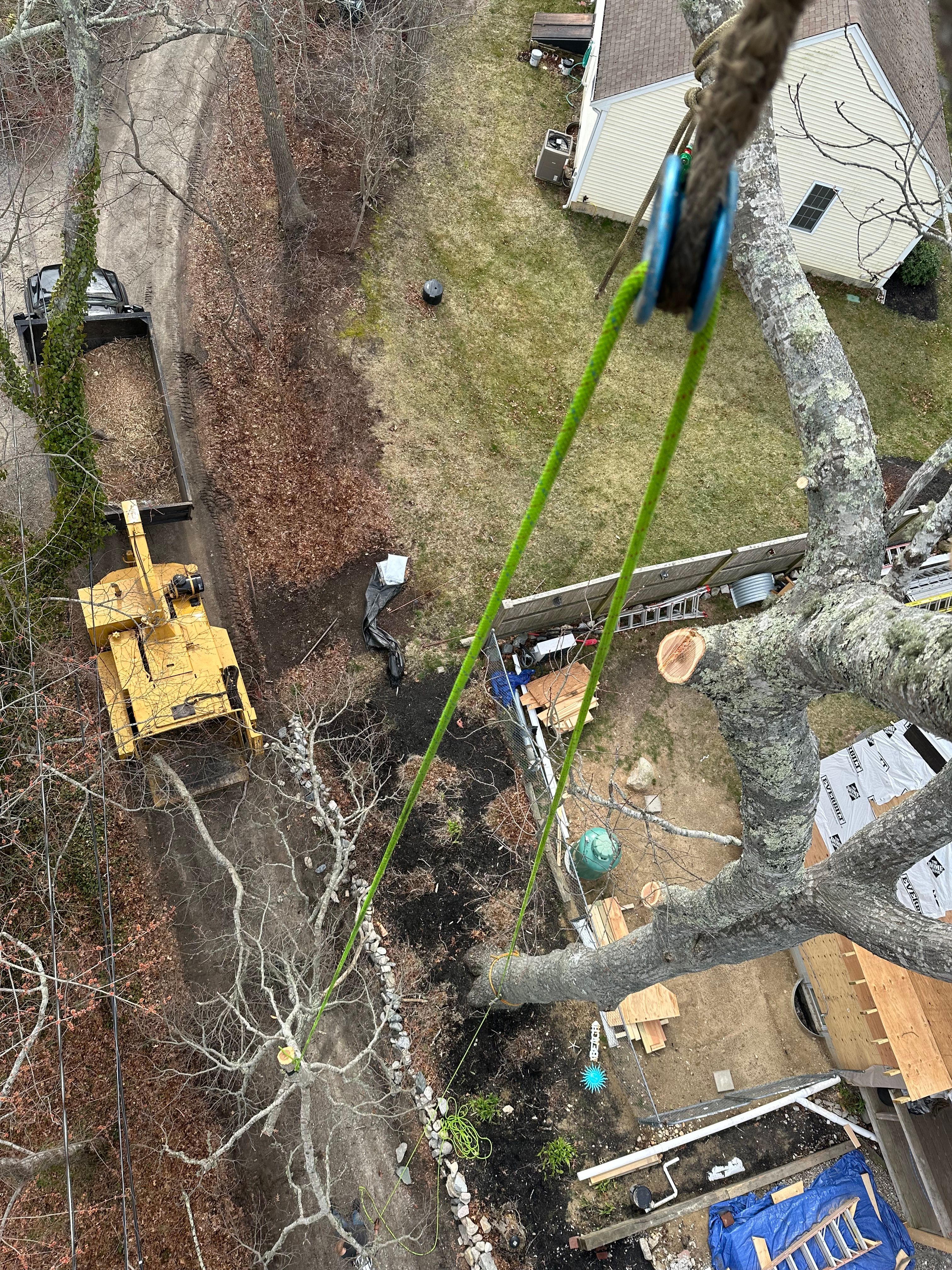  for Powell Tree Service Inc. in Cape Cod, MA