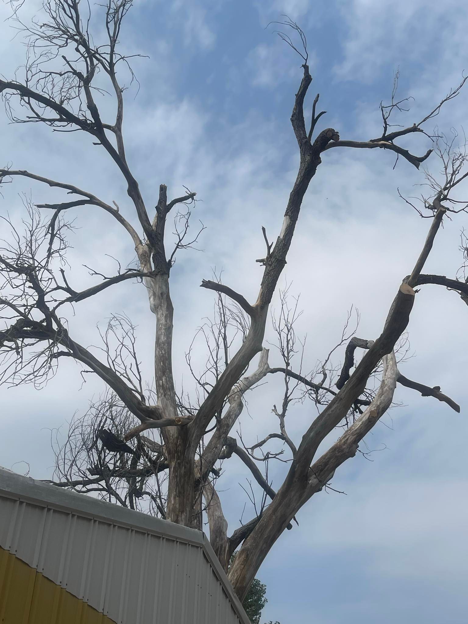 Brush & Tree Removal for M&N Fencing in Crook, CO