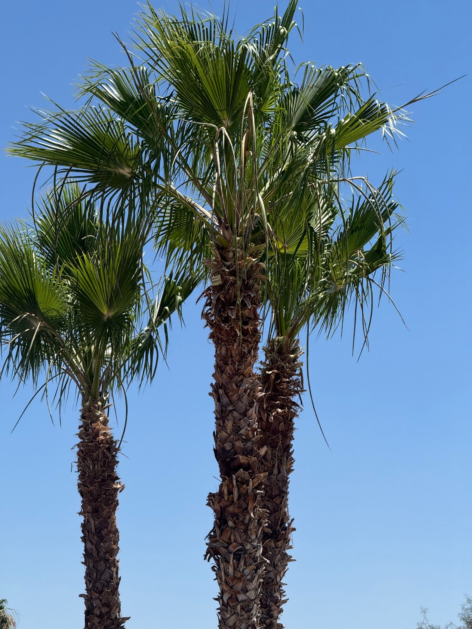  for Patriot Tree Service in Mesa, AZ
