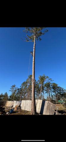  for Thompson Forestry Mulching & Stump Grinding in Douglas, GA