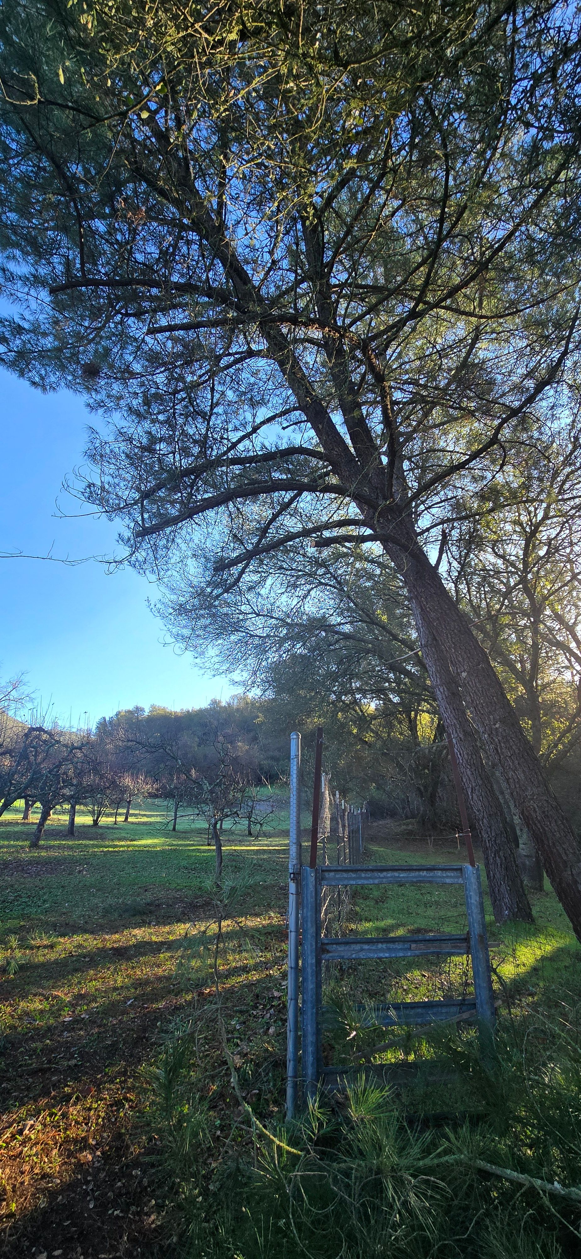  for George Staddan's Professional Tree Care in Placerville, CA