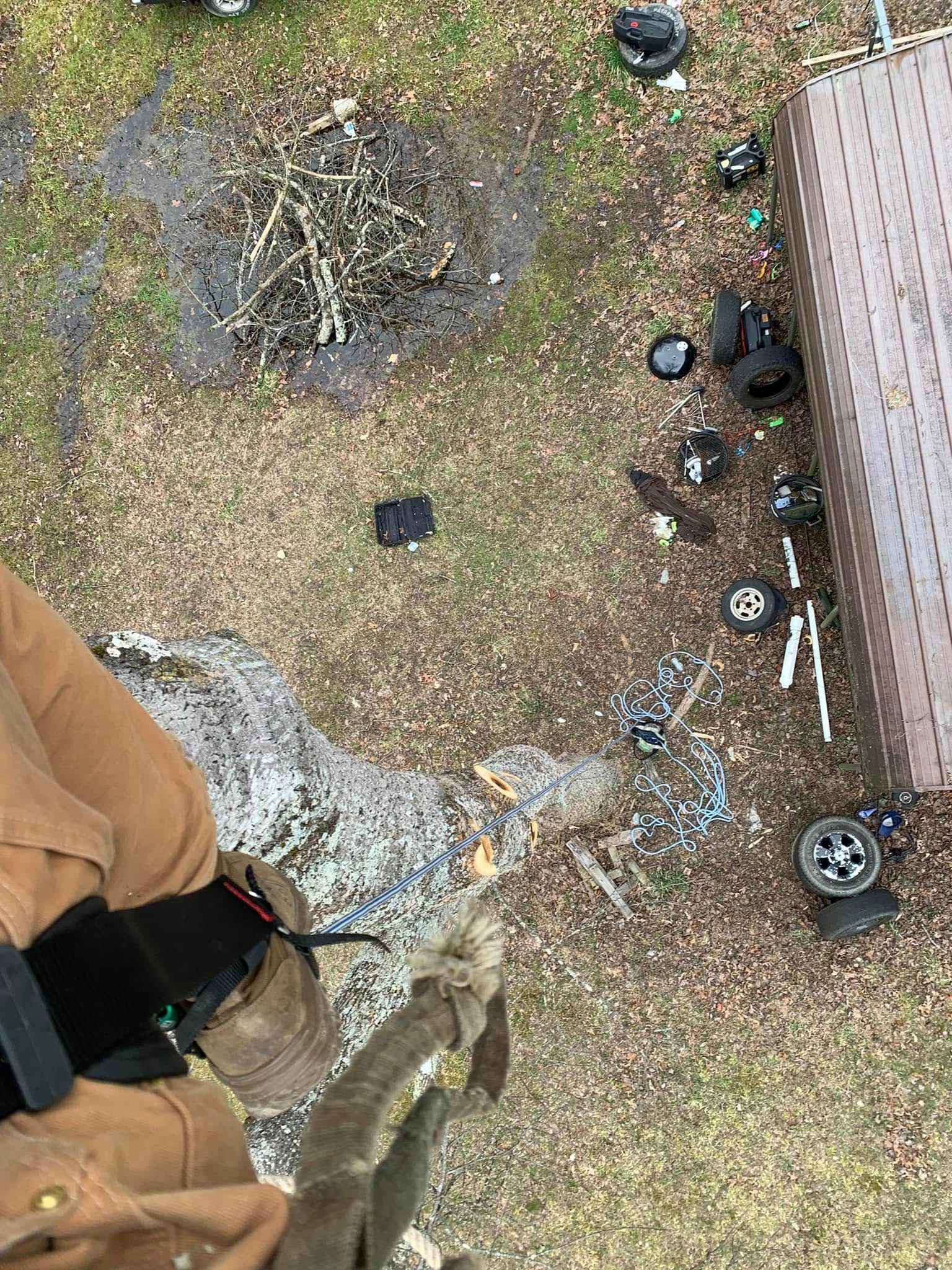 Tree Removal for Grainger Tree Service in Blaine, TN