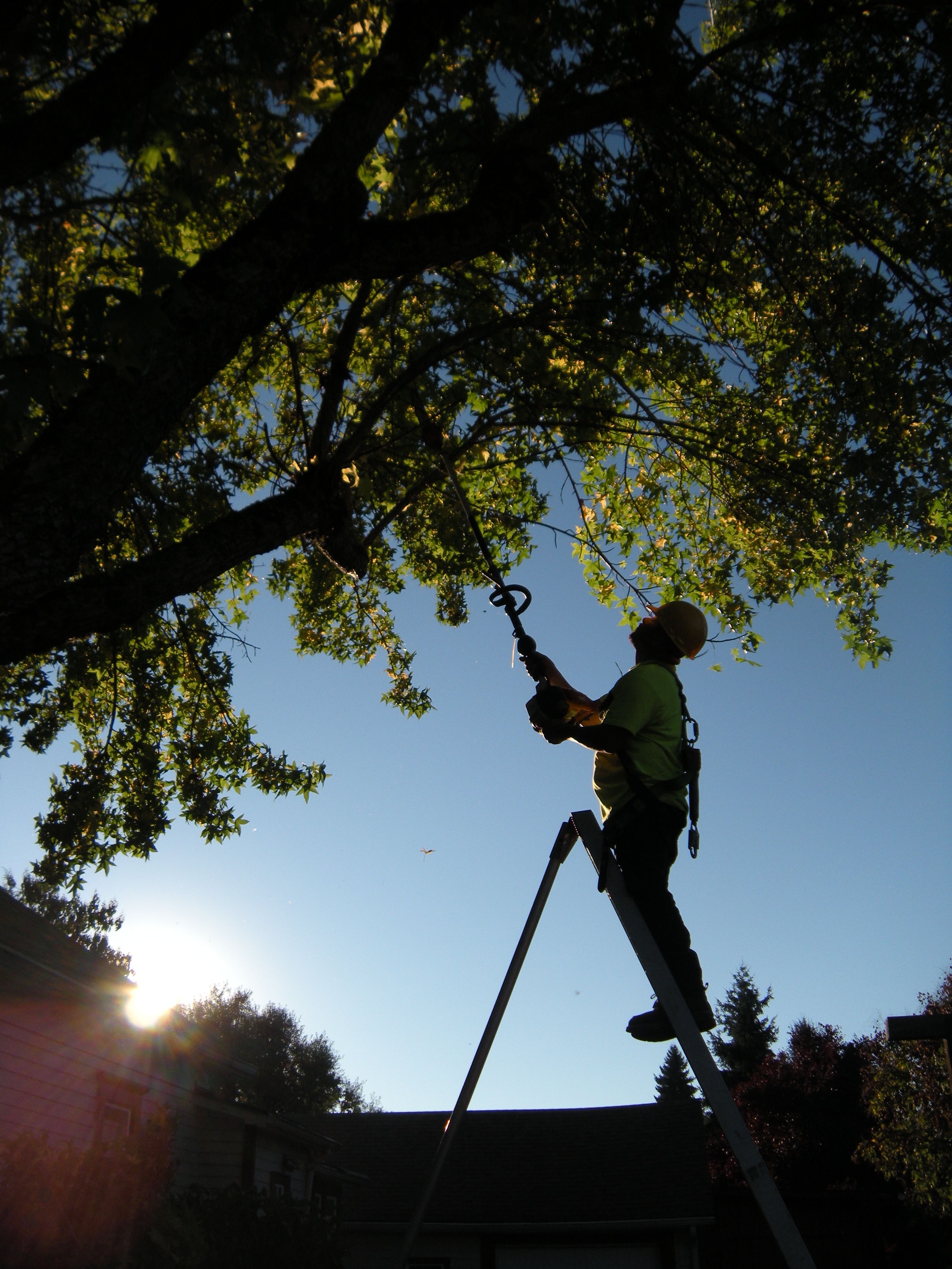 Tree trimming  for Willamette Landscaping and Tree Services in Albany, OR