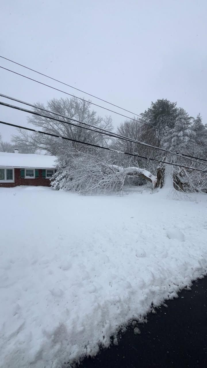 All Photos for Etherton’s Tree Service in Quinton, NJ