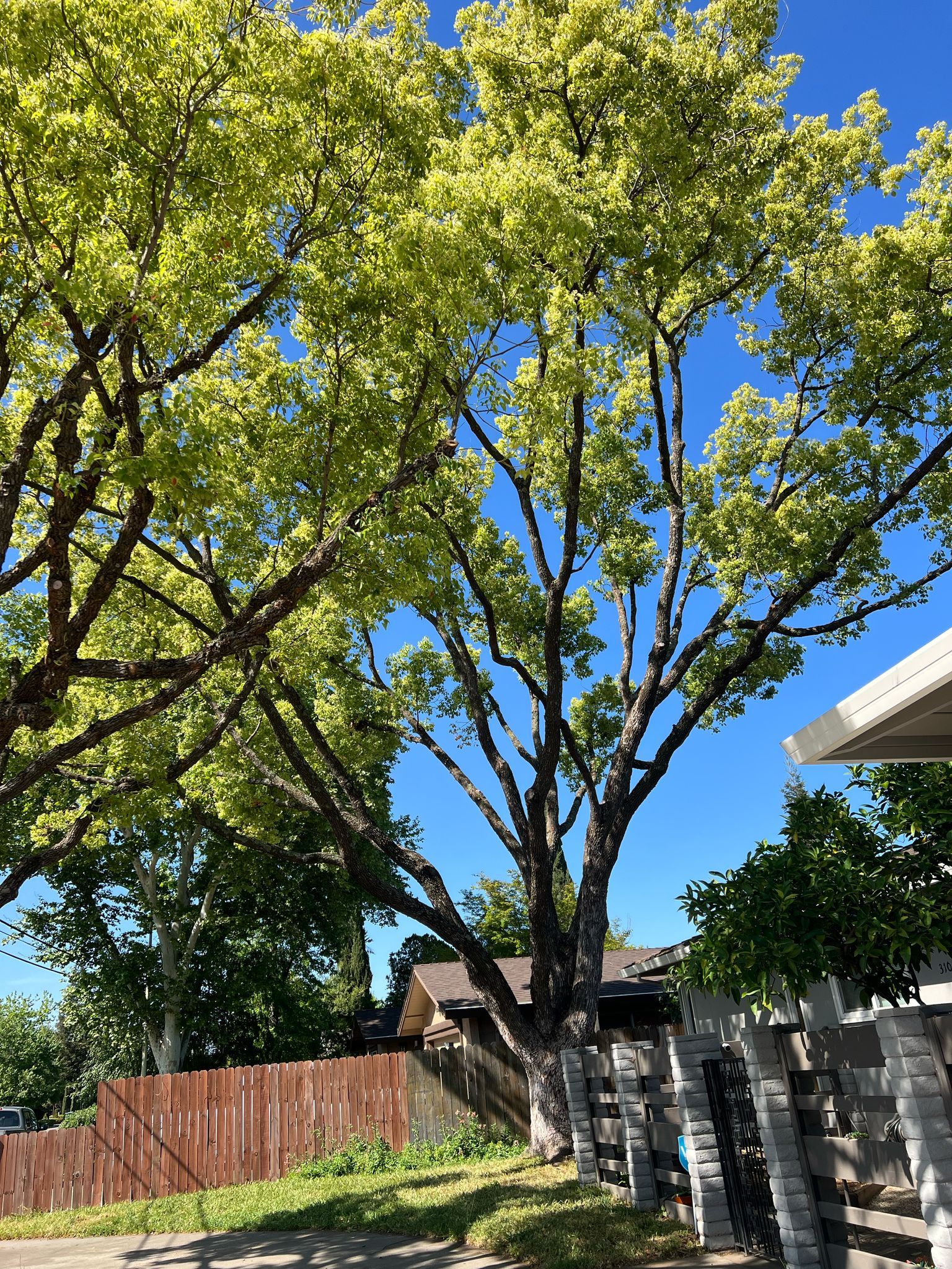 All Photos for Sammy's Tree Services in Rancho Cordova, CA