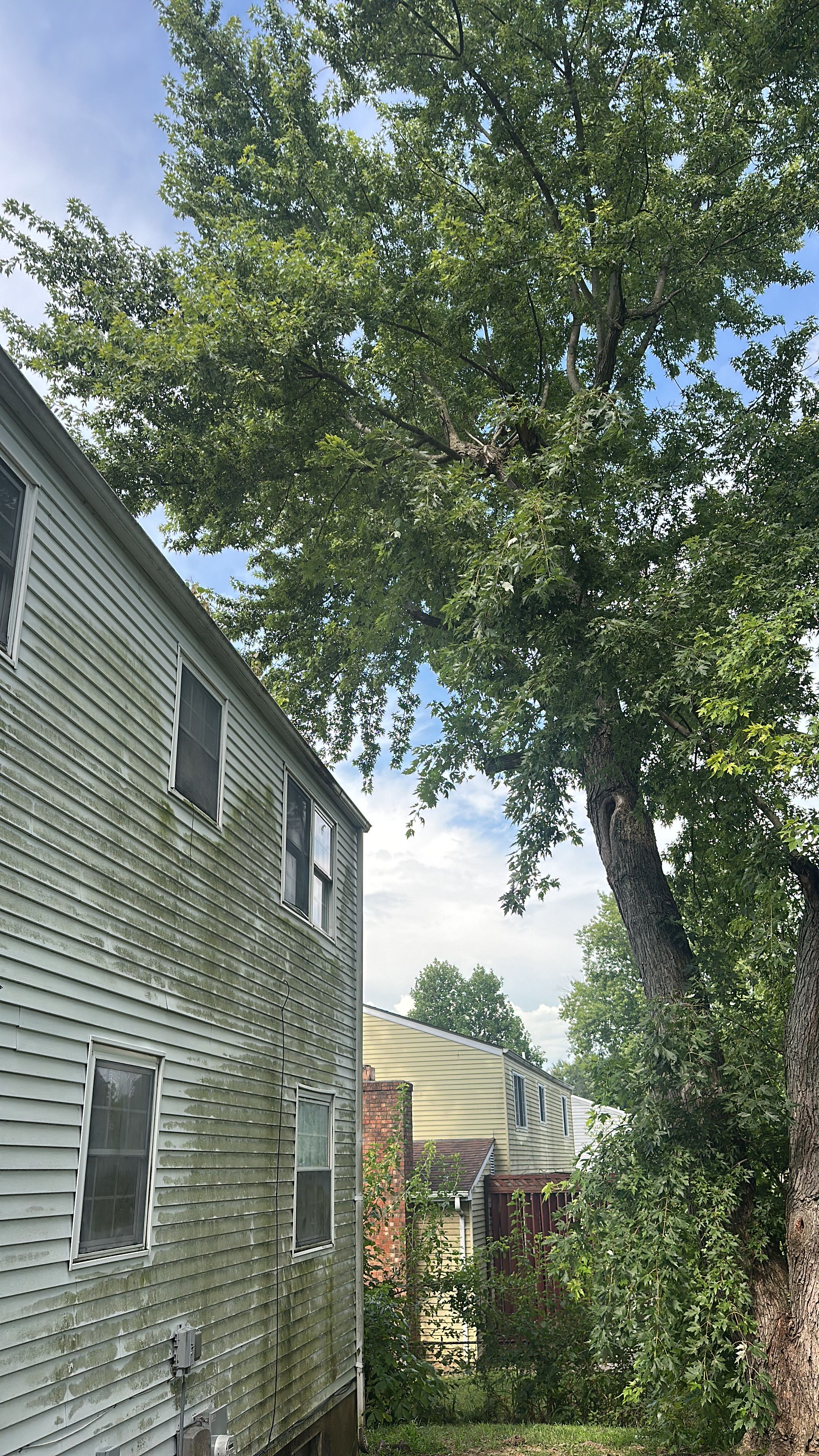 All Photos for Pro Tree Trim & Removal, Llc in Dayton, OH
