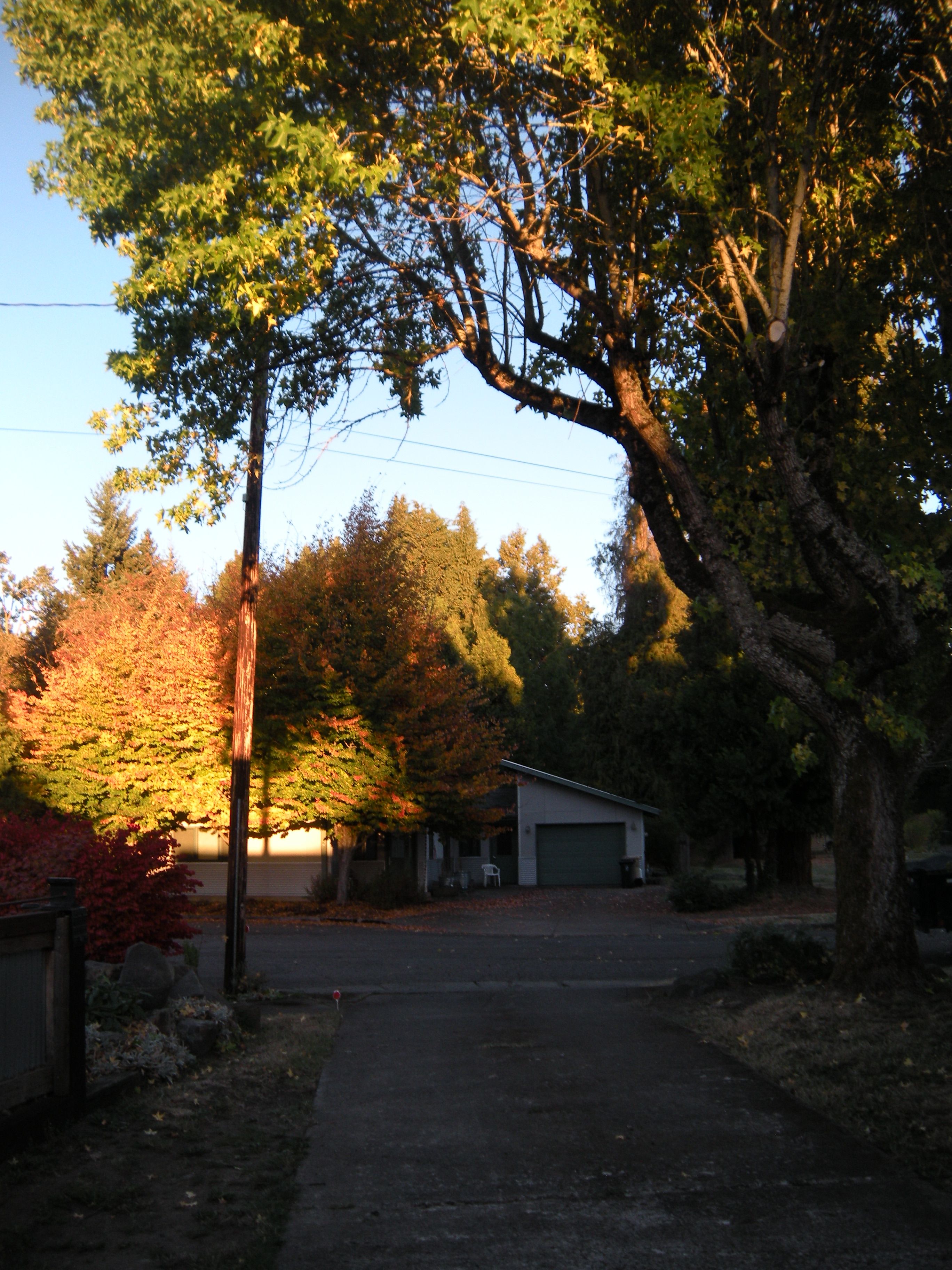  for Willamette Landscaping and Tree Services in Albany, OR