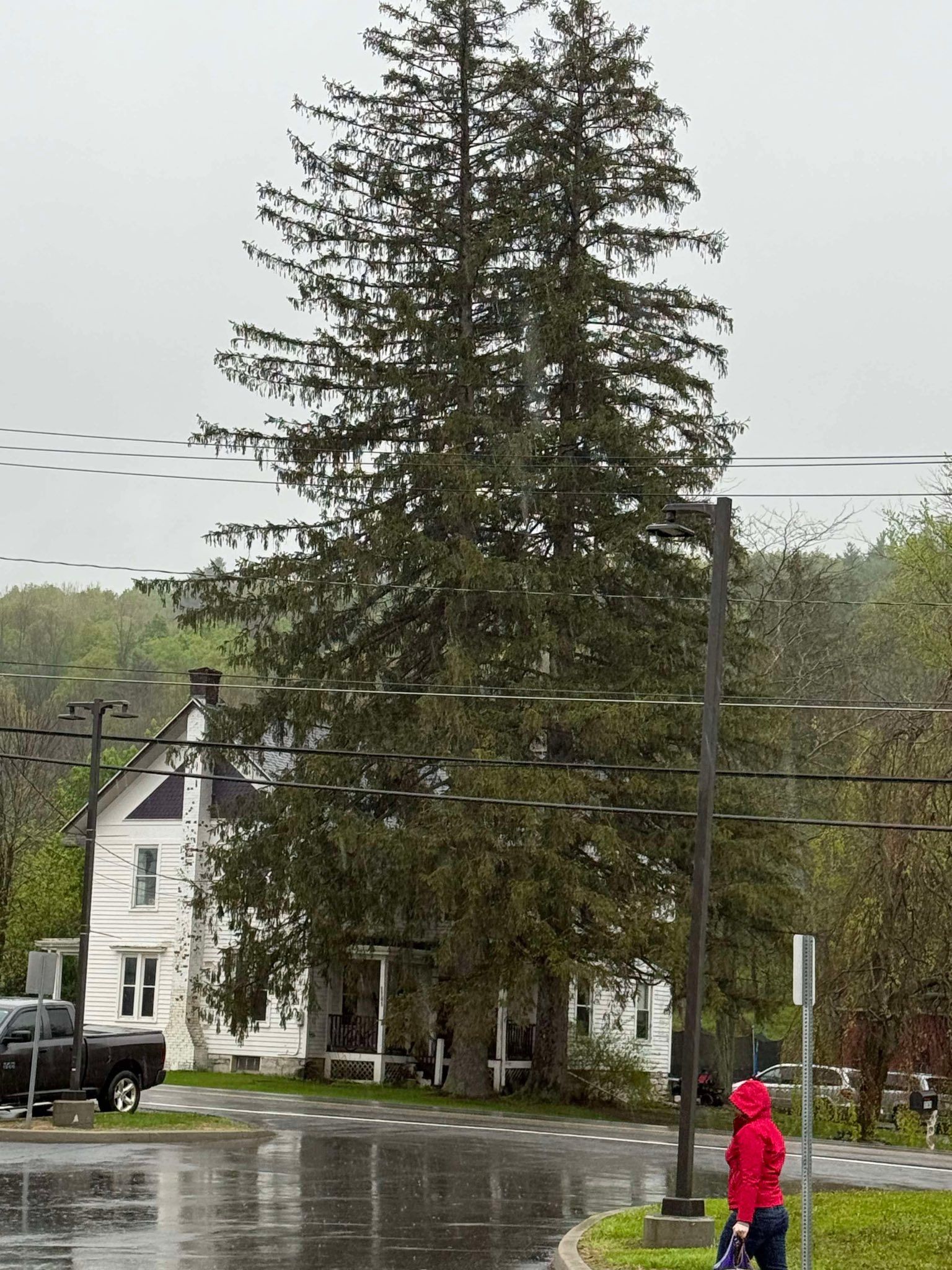 All Photos for Sterlings Tree Removal in Cobleskill, New York