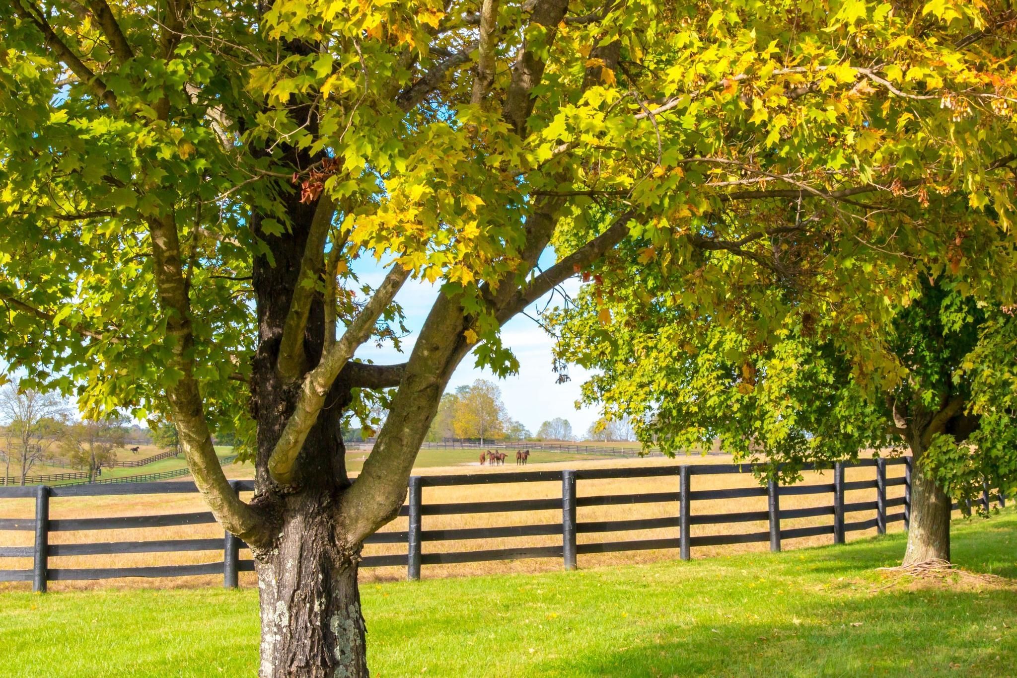  for Tree-B-Gone in Appleton, WI
