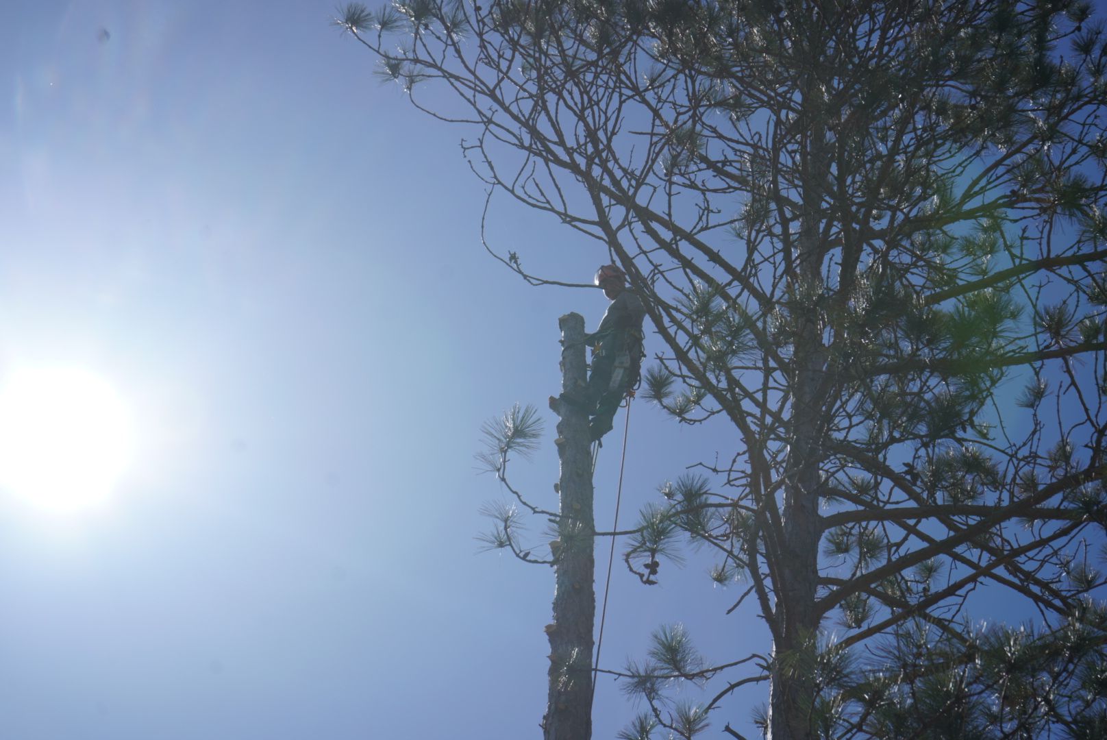  for Dan's Tree Service LLC in Bemidji, MN
