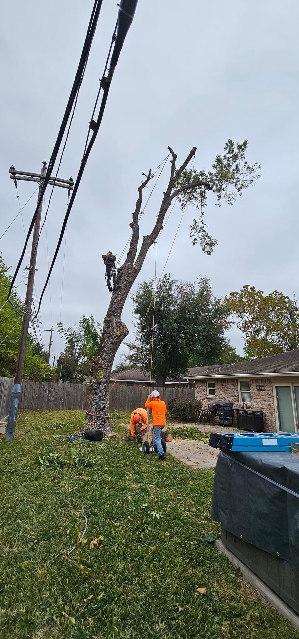  for Servin's Tree Care  in Houston, TX