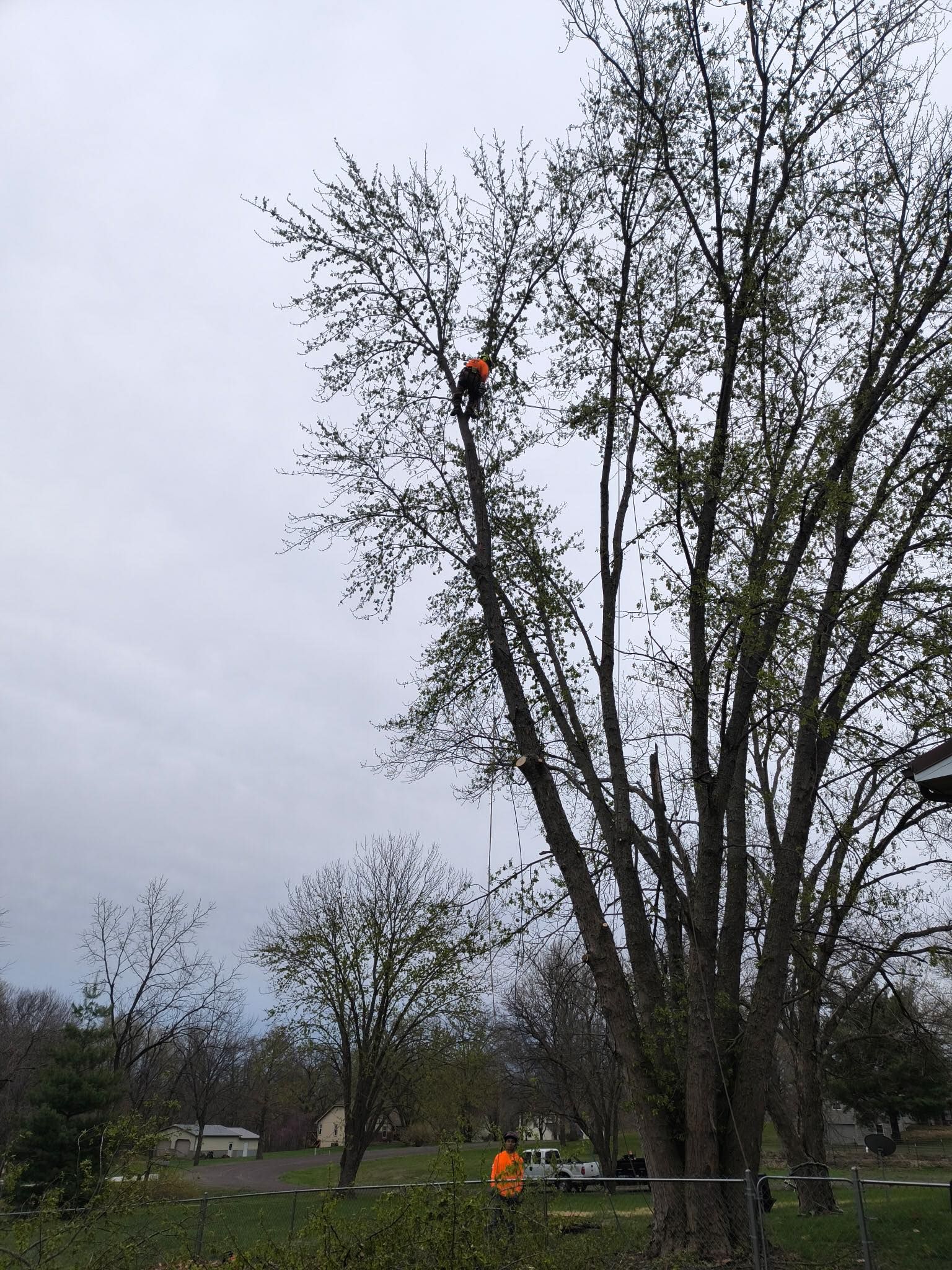 Tree Removal for Cross Family Tree Service in Kearney, MO