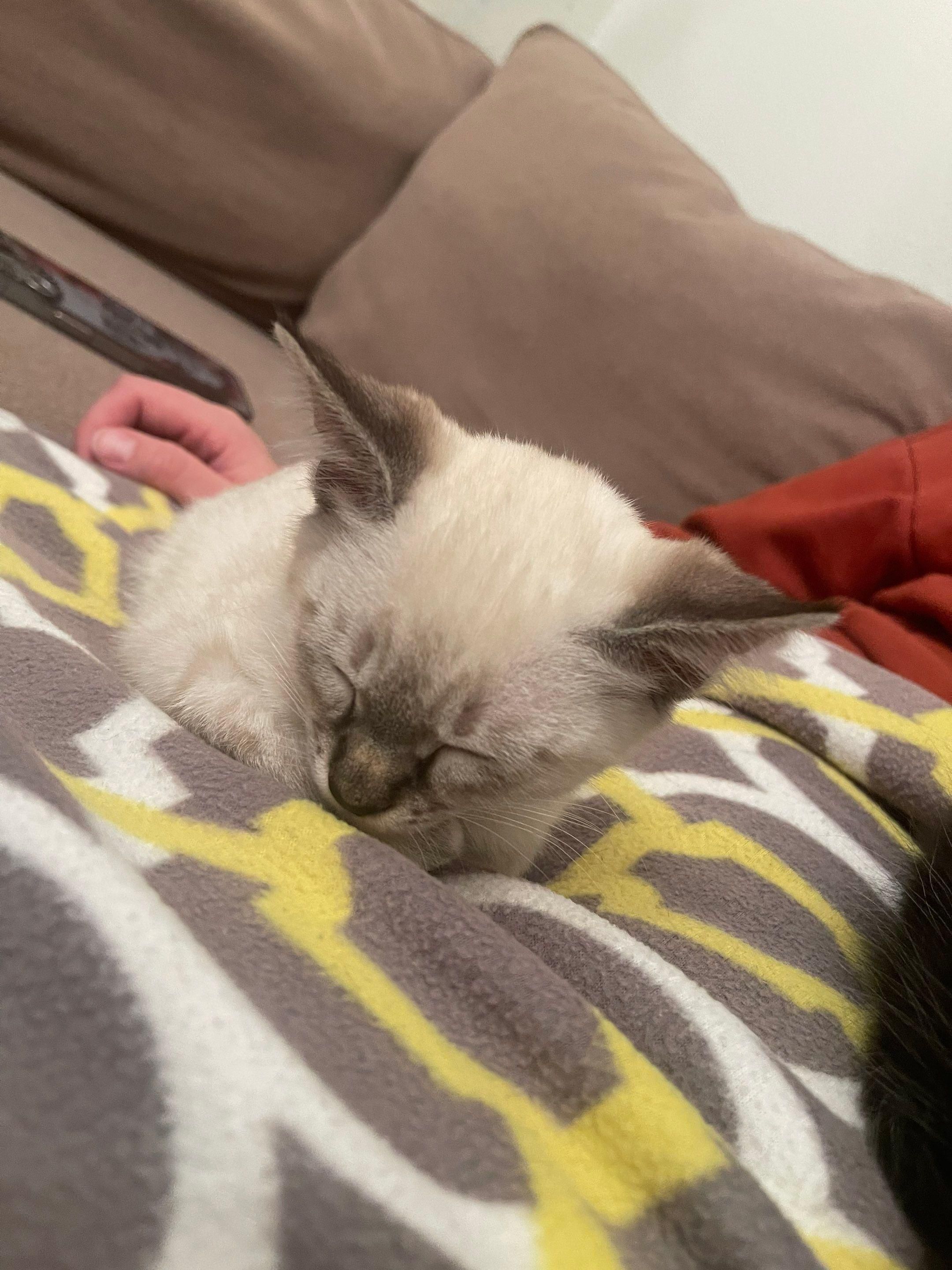 It's really about the pets we meet along the way... for Mr. Pipe Dreams LLC in Colorado Springs, CO