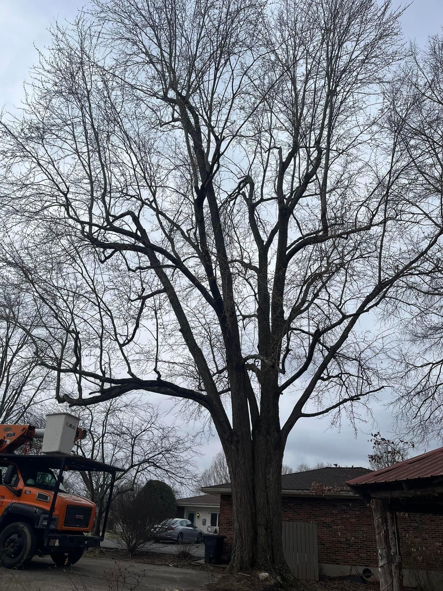  for Curtis Tree Service LLC in Hopkins County, KY