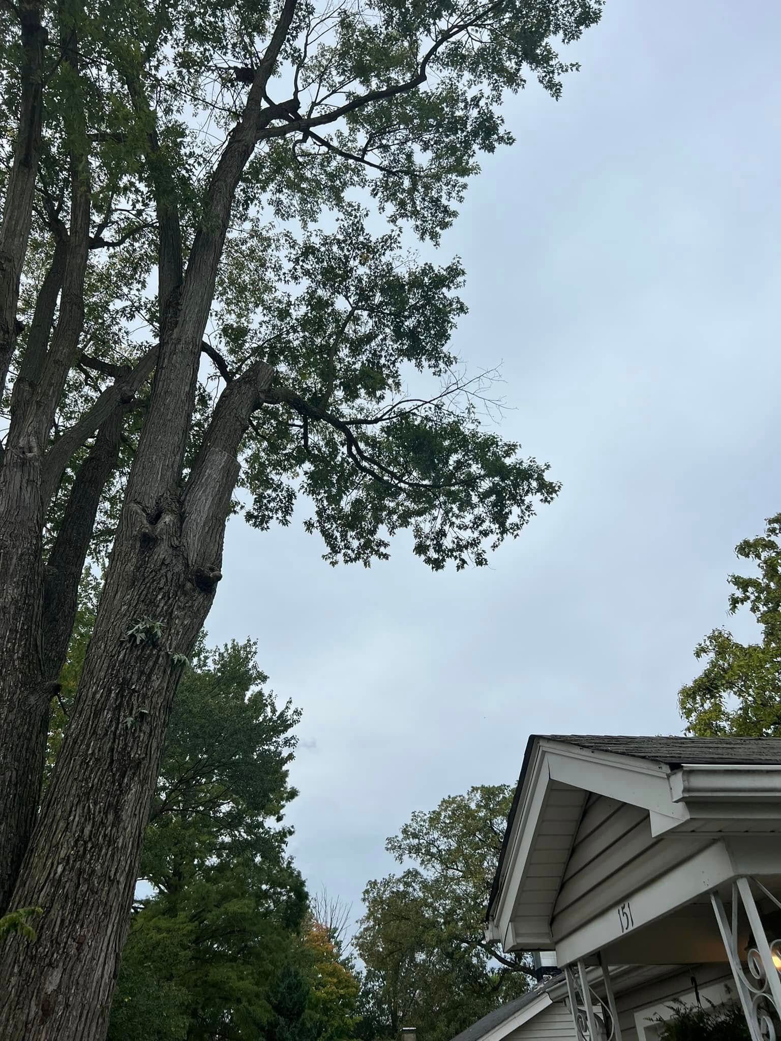  for La Fountain Tree Service in Louisville, KY