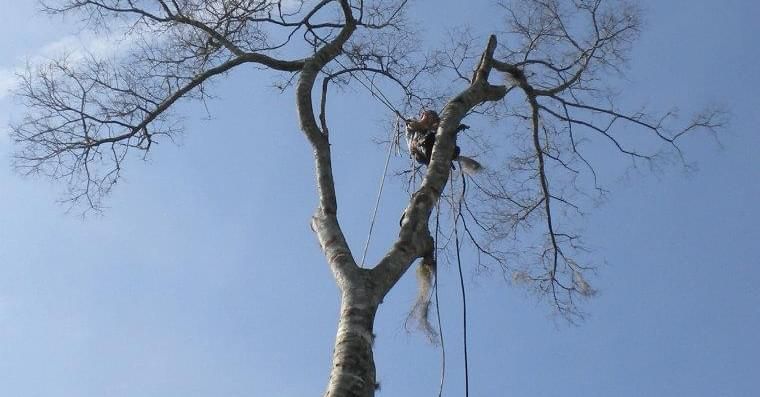  for Fast Cut Tree Service in Jacksonville Heights, FL