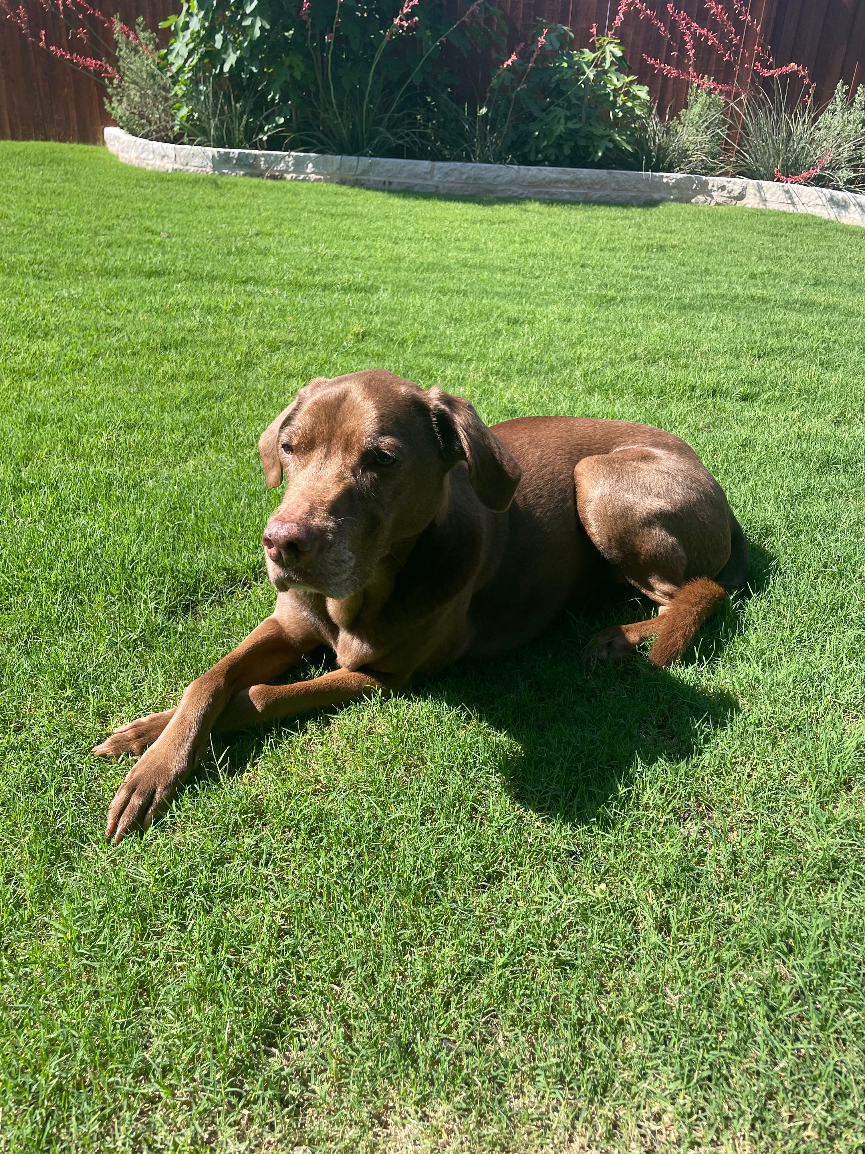  for Magnolia Landscape & Design in Aledo, TX