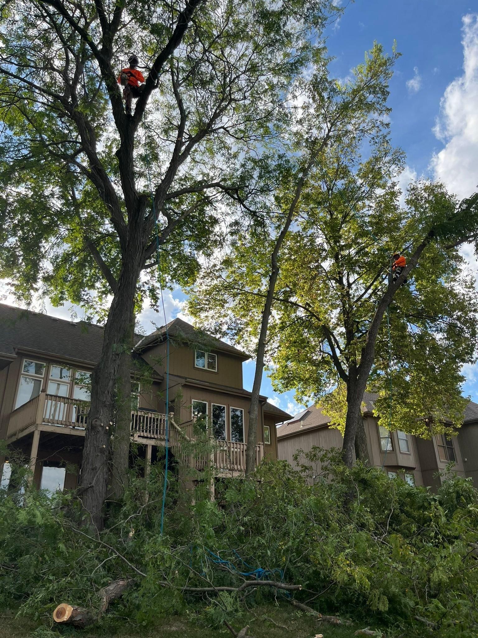 All Photos for Cross Family Tree Service in Kearney, MO