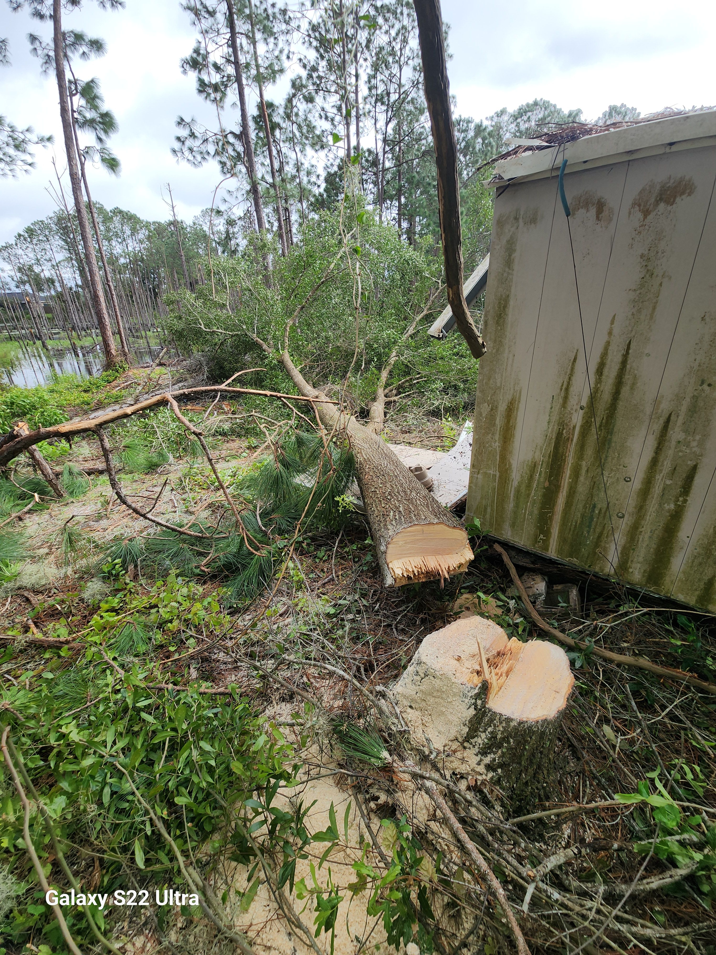 All Photos for Highlife Tree Care And Landscaping in Altamonte Springs, FL