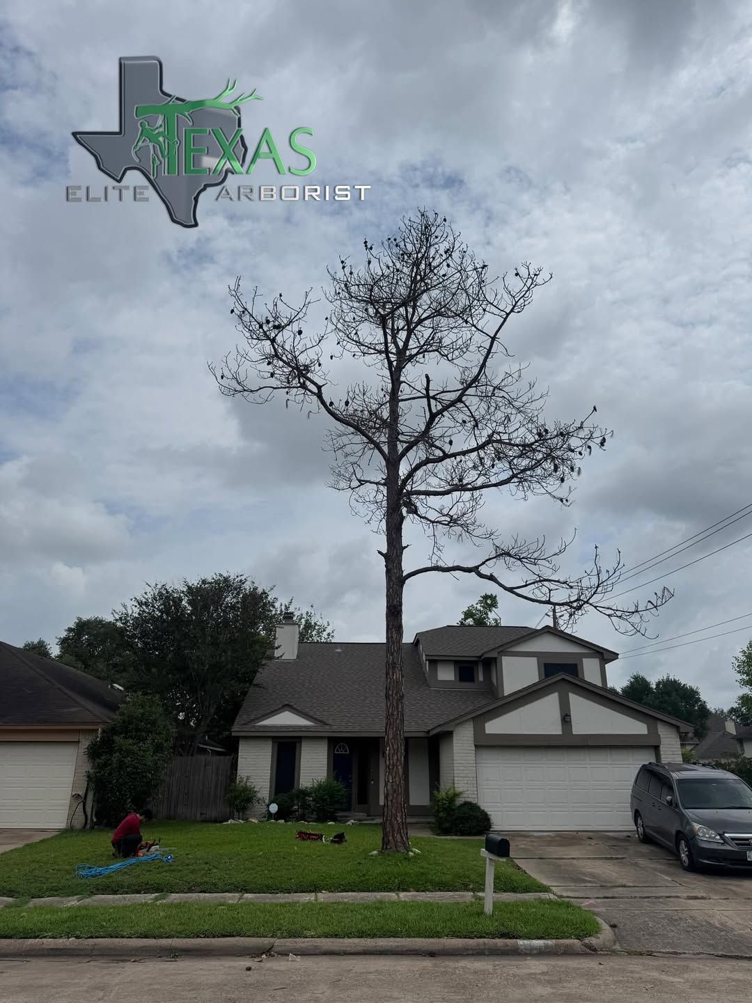  for Texas Elite Arborist in Houston, TX