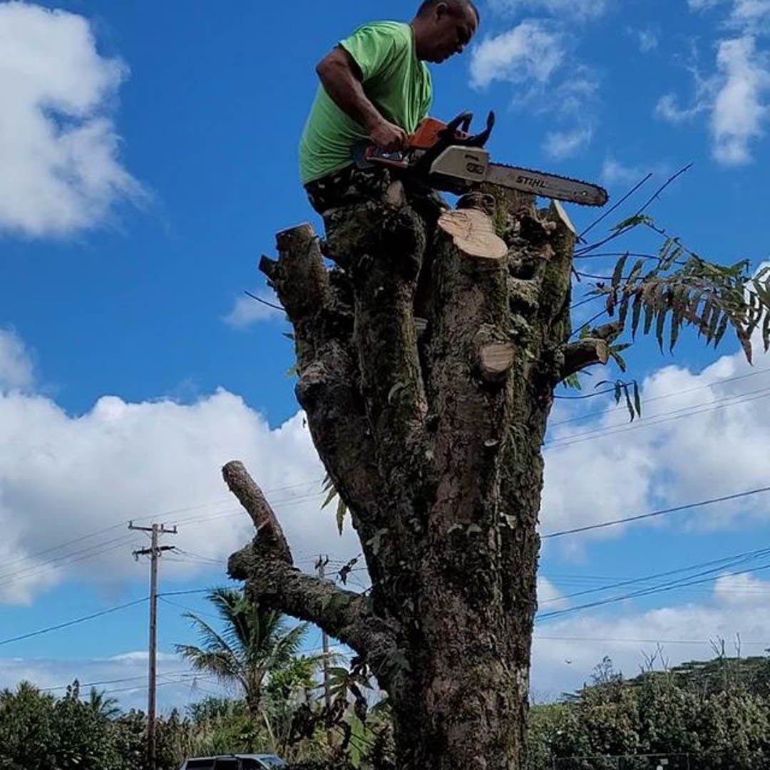  for Big Island Coconut Company in Pilialoha, HI