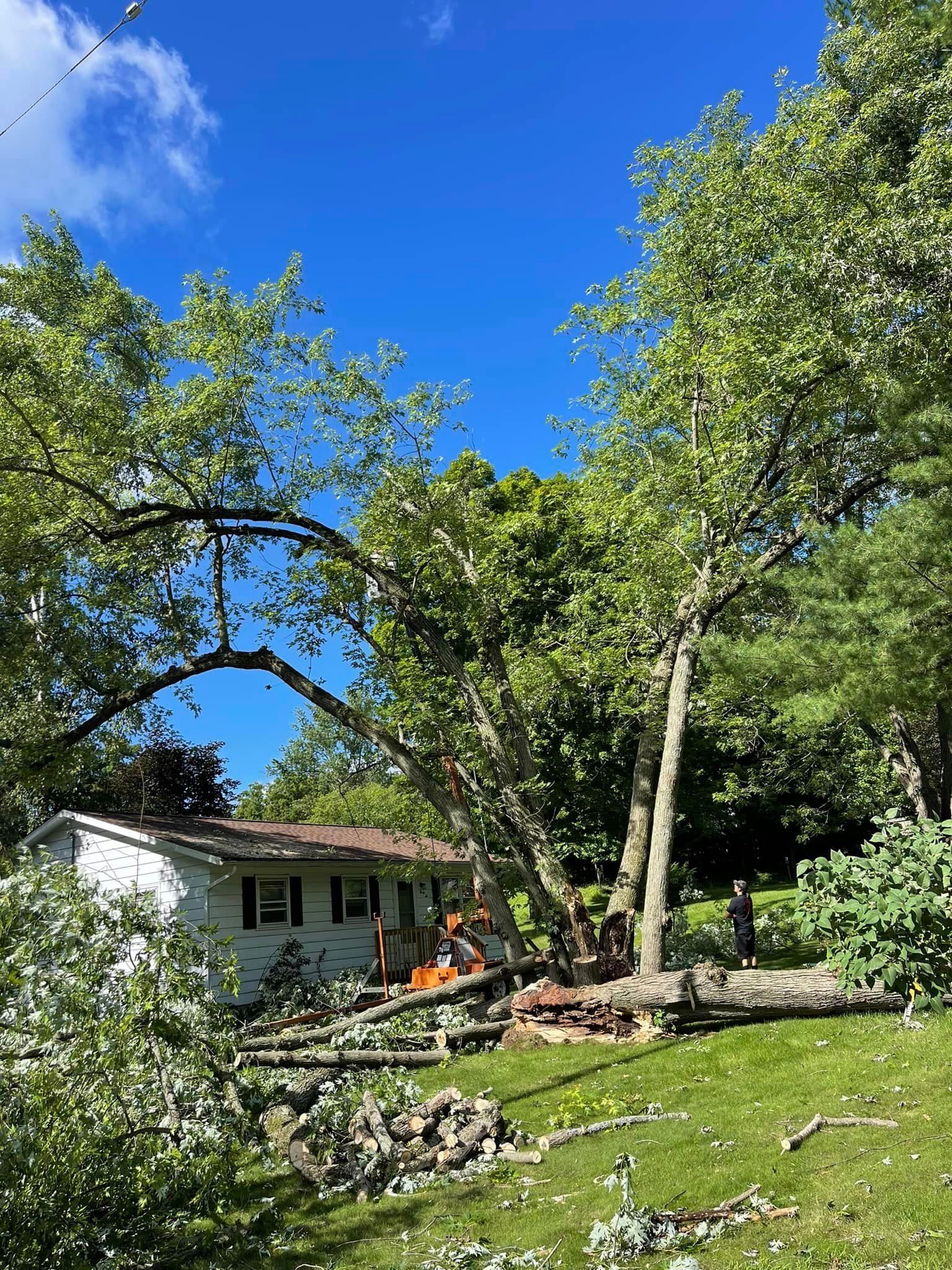  for Branching Out Tree Service in Hastings, MI