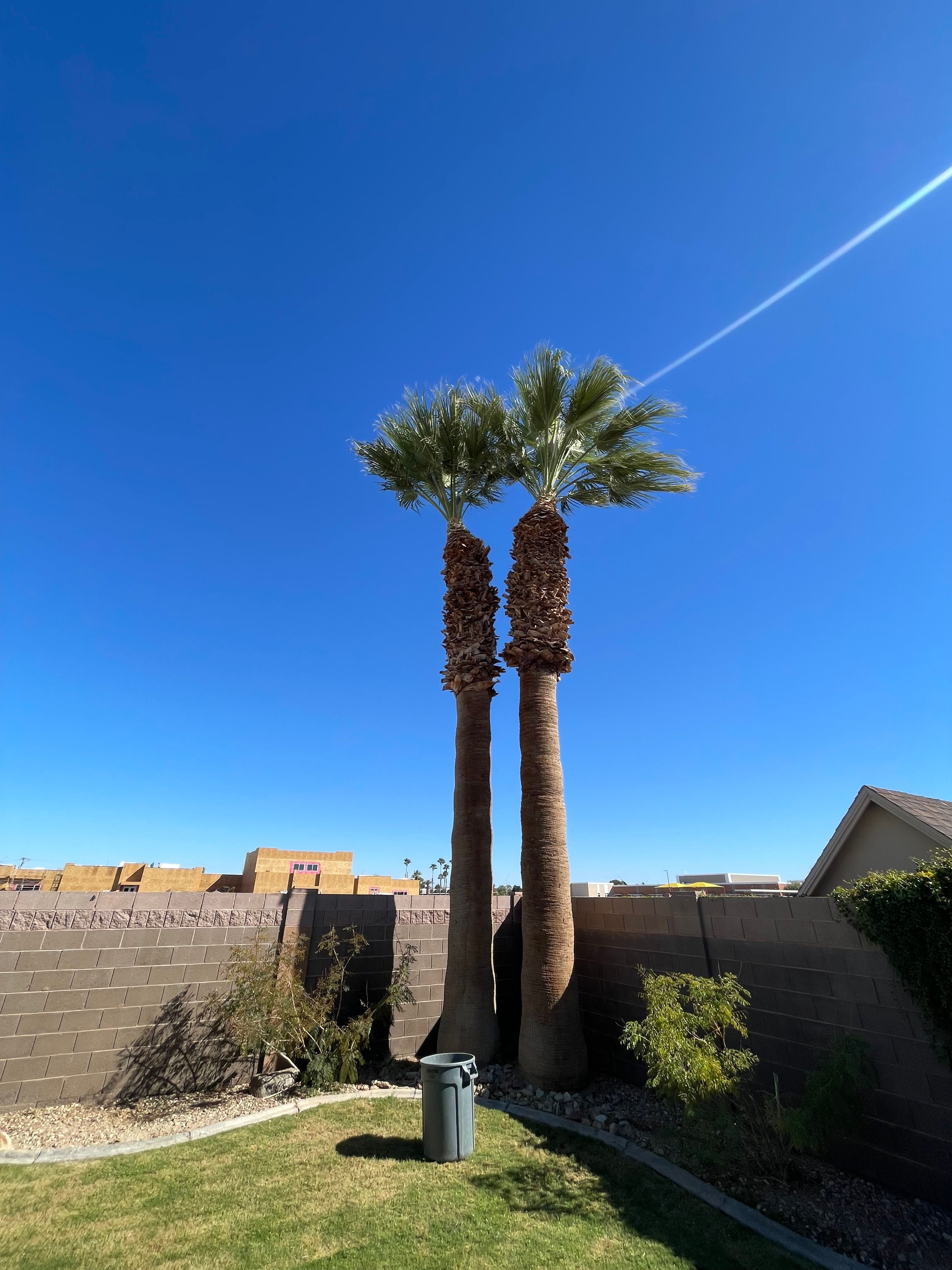  for Oliver L. Palm & Tree services in Yuma County, AZ