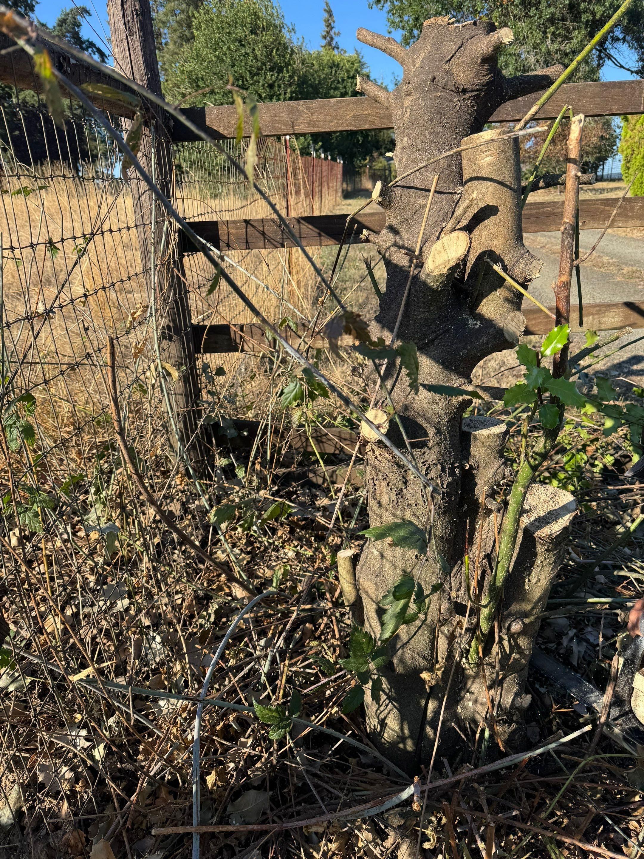  for Willamette Landscaping and Tree Services in Albany, OR