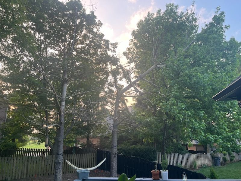 for Timber Ninja Service in Lexington, KY