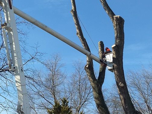 All Photos for Alexander's Tree Service  in Newburg,  MD