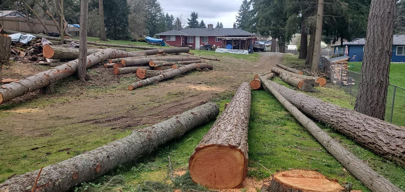 Tree Removal for A&J WA Tree Services in Kent, WA