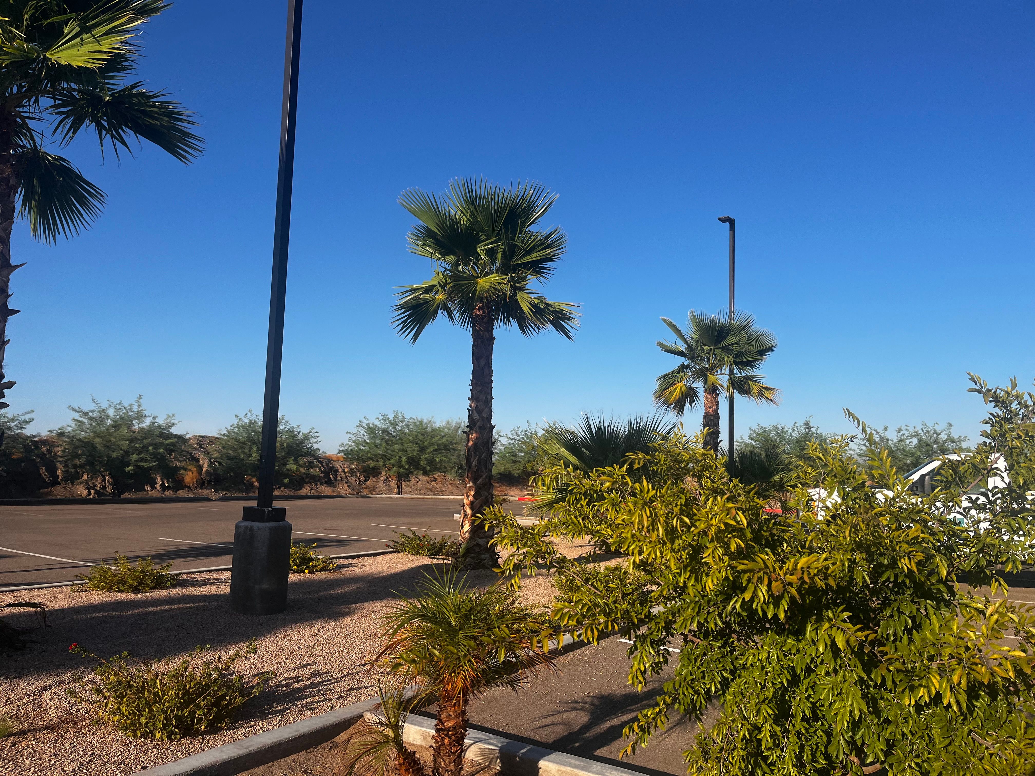  for AZ Tree & Hardscape Co in Surprise, AZ