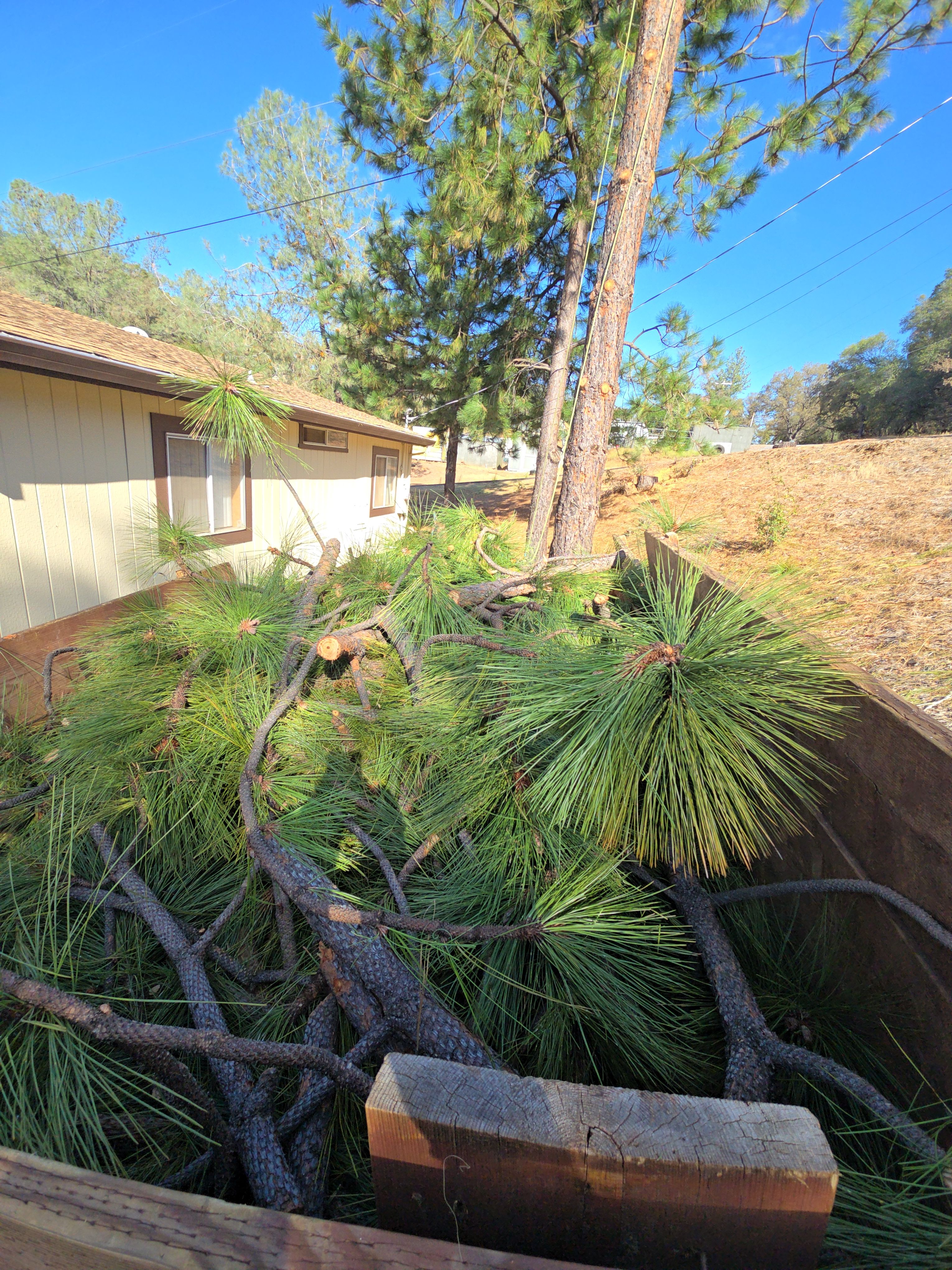  for George Staddan's Professional Tree Care in Placerville, CA