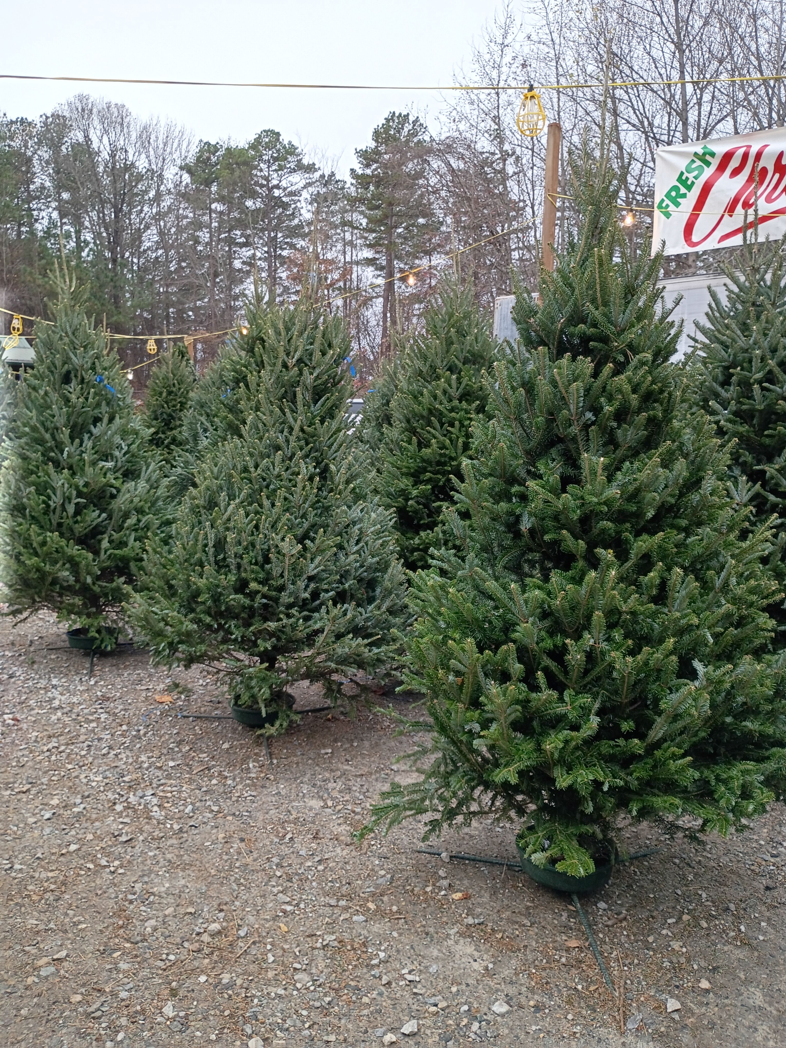 All Photos for BAM Another Pinestraw Lot in Flowery Branch, GA
