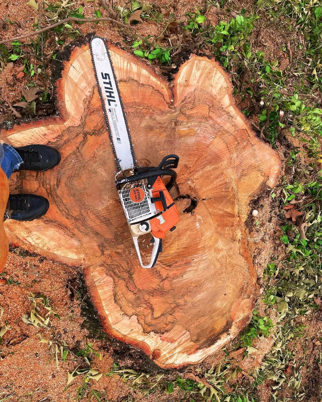  for Kingdom Tree Cuts in Birmingham, AL