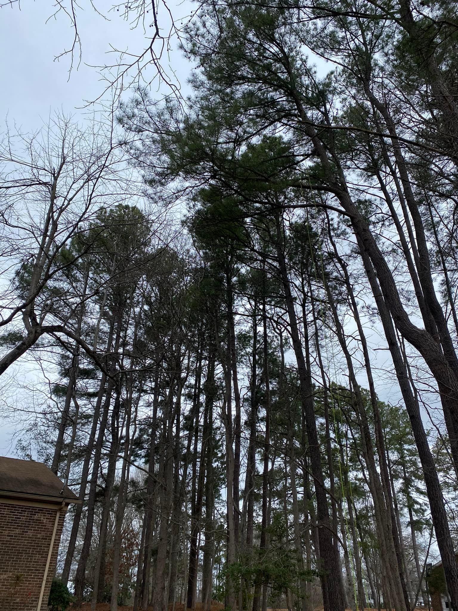  for Ascending Tree Service LLC in Kenbridge, VA