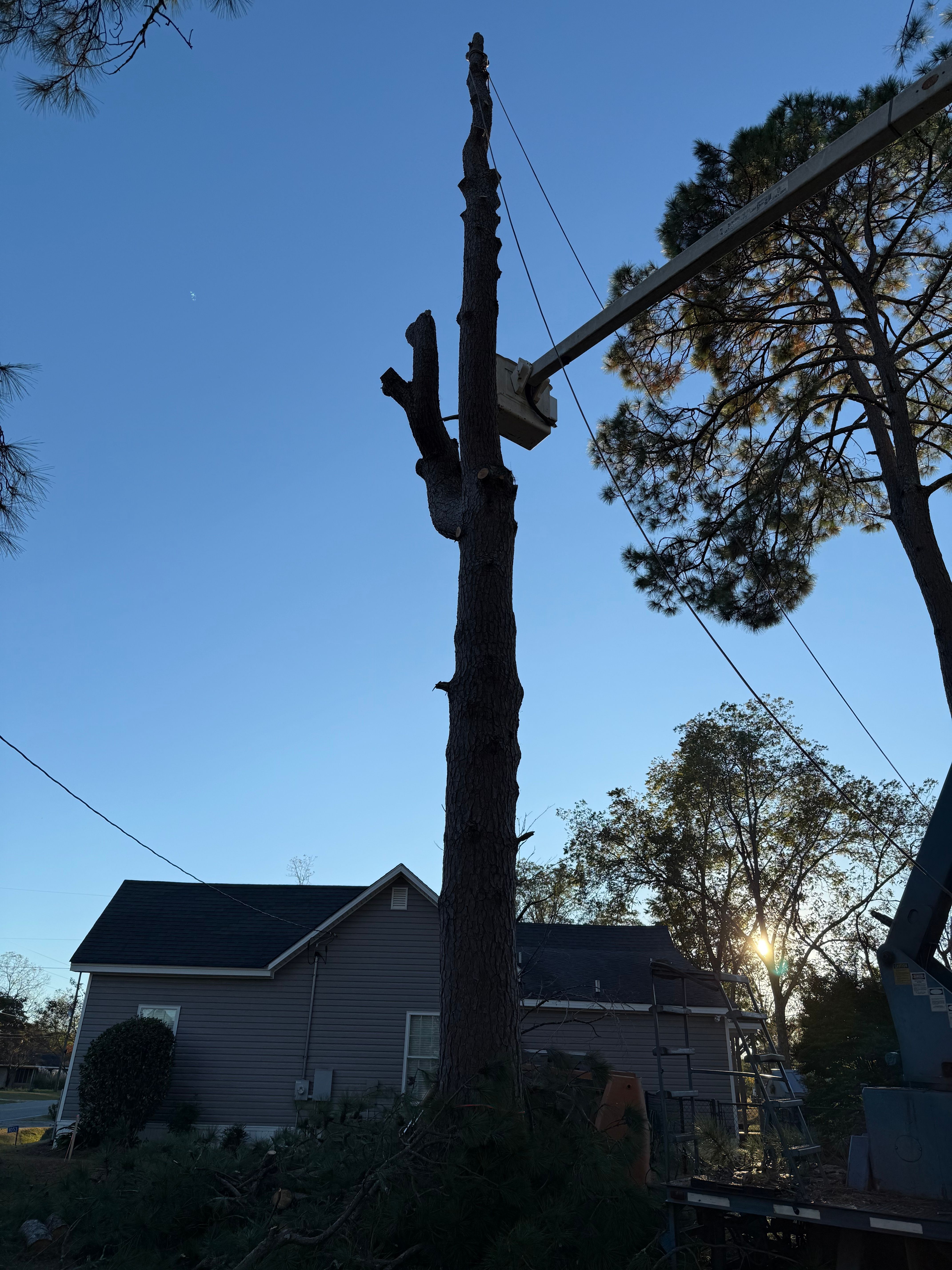  for T N L - Tree and Land Service in Reynolds, GA